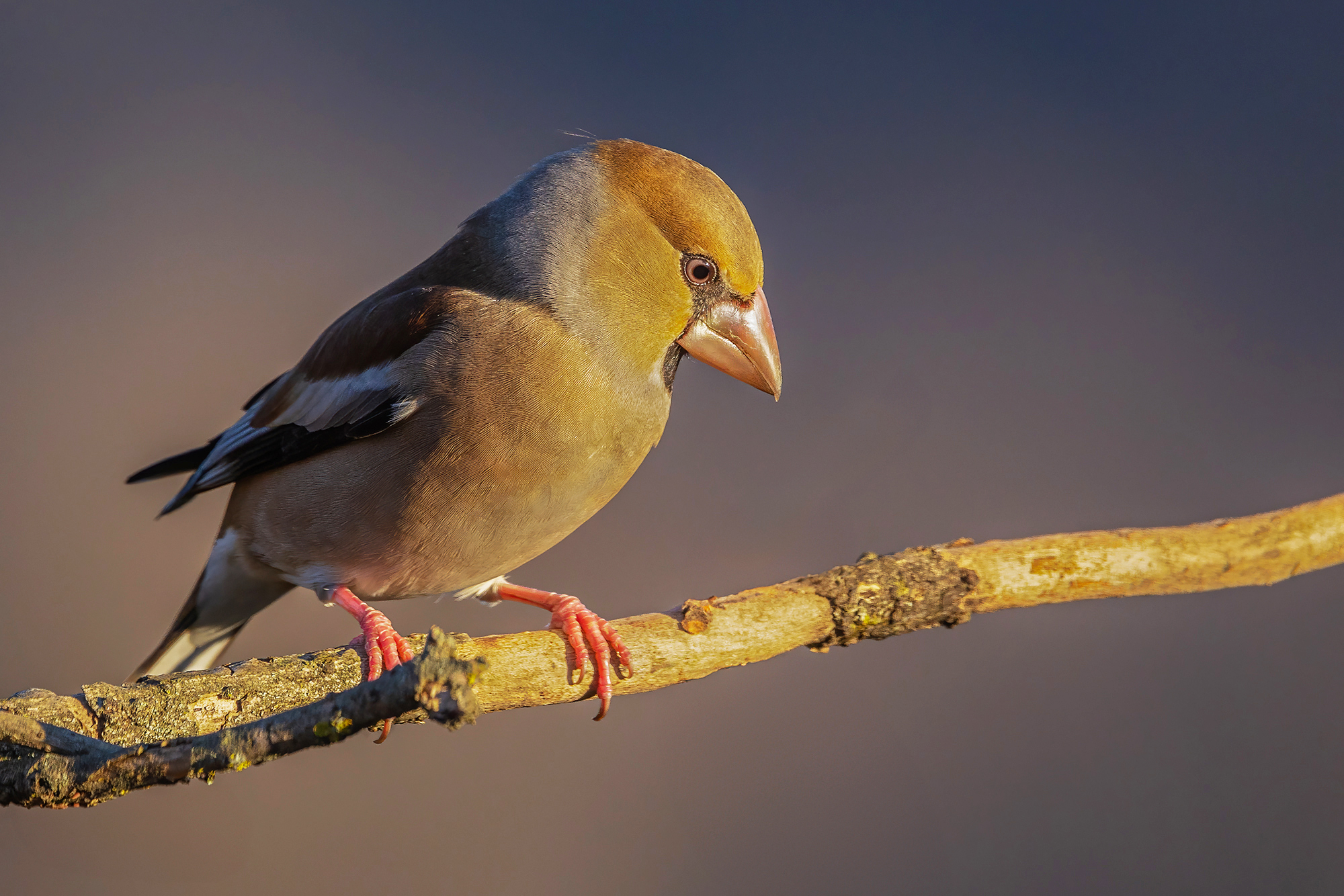 Hawfinch