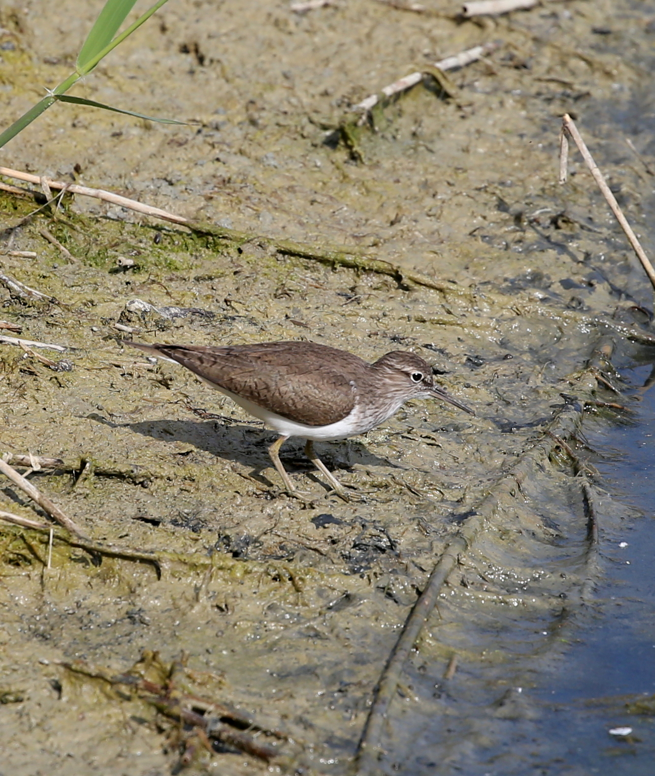 Calidris alpina