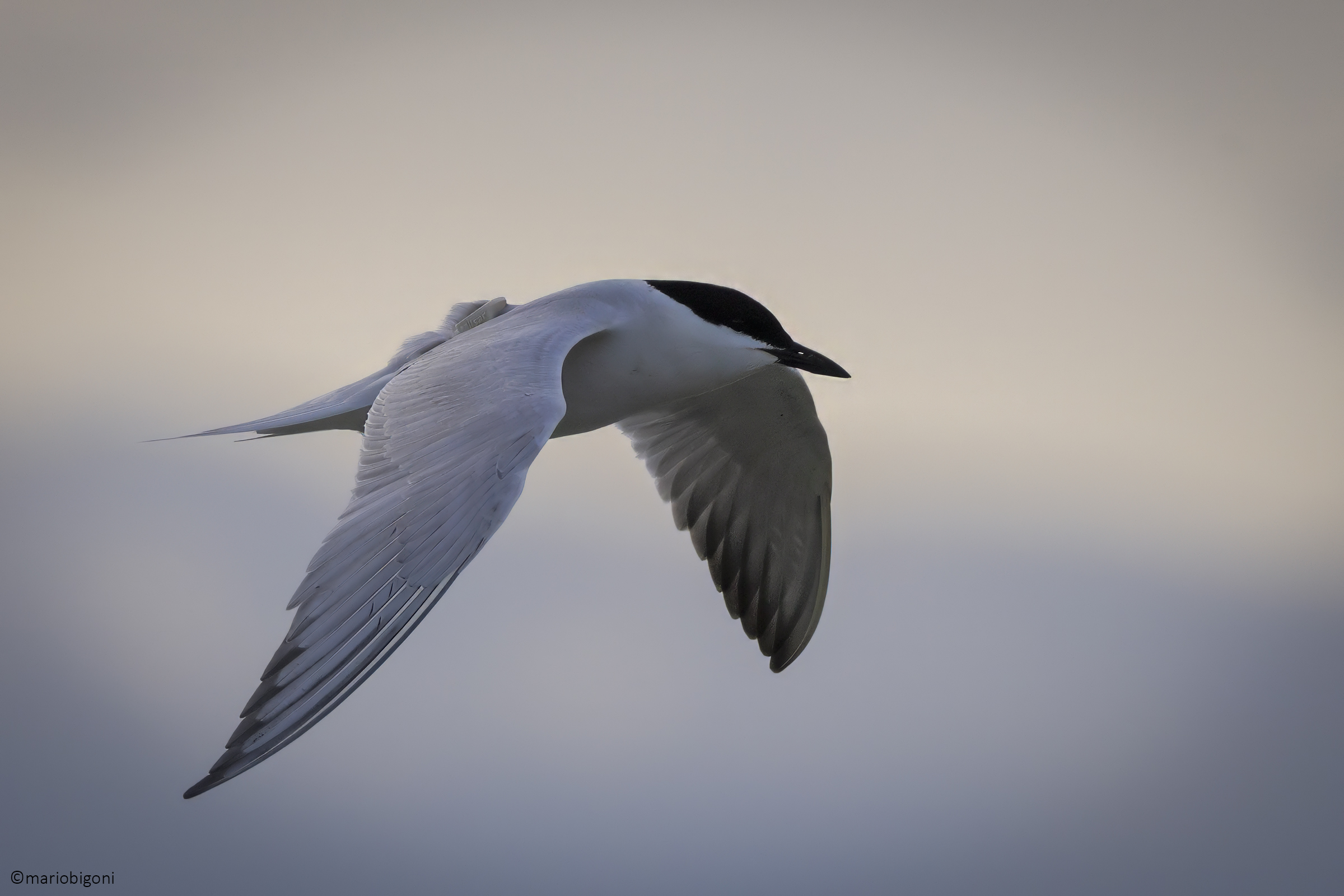 Gull-billed tern