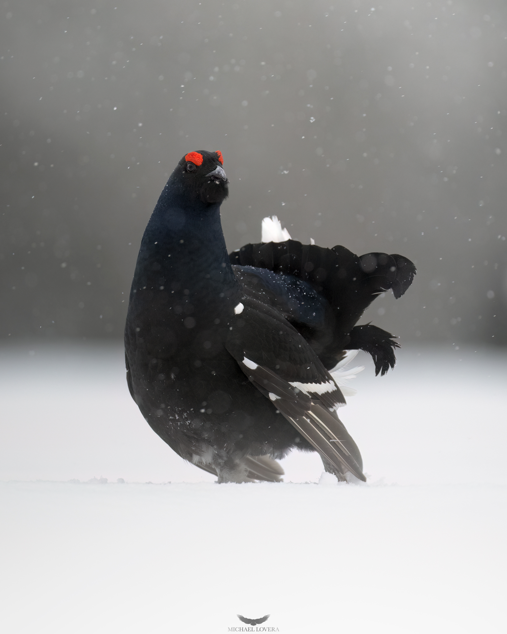 Black grouse
