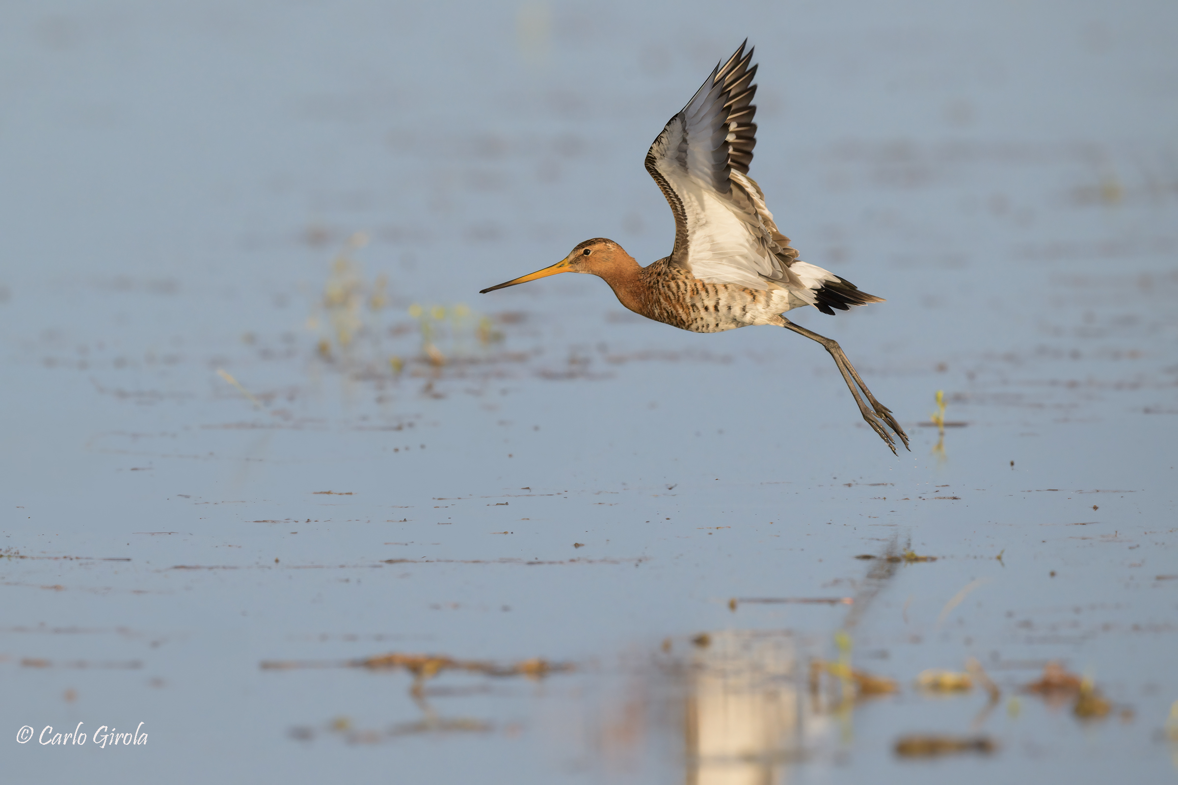 Pittima reale (Limosa limosa)