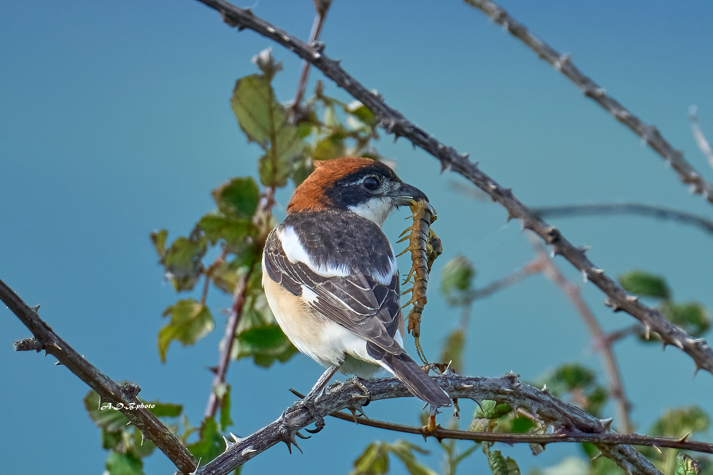 Averla capirossa con scolopendra