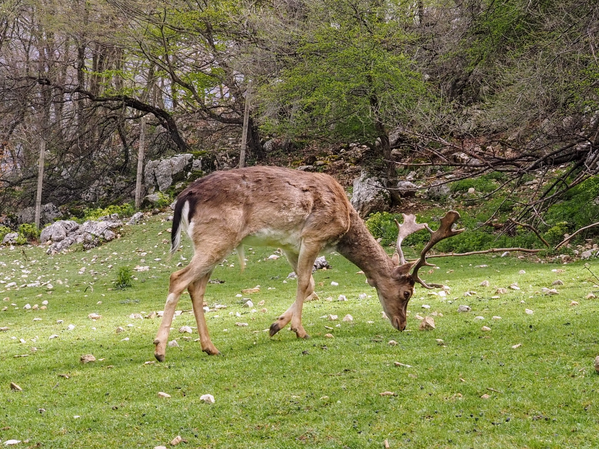 Daino in ambiente protetto