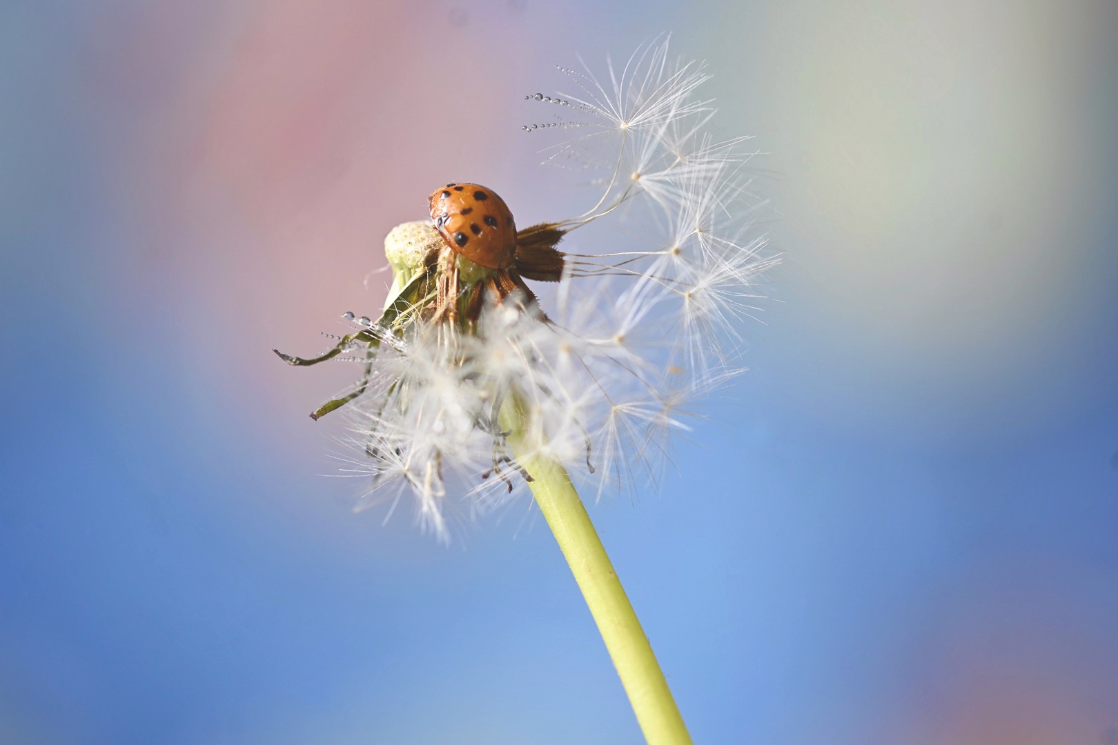 A ladybug dreams on the edge of the wind