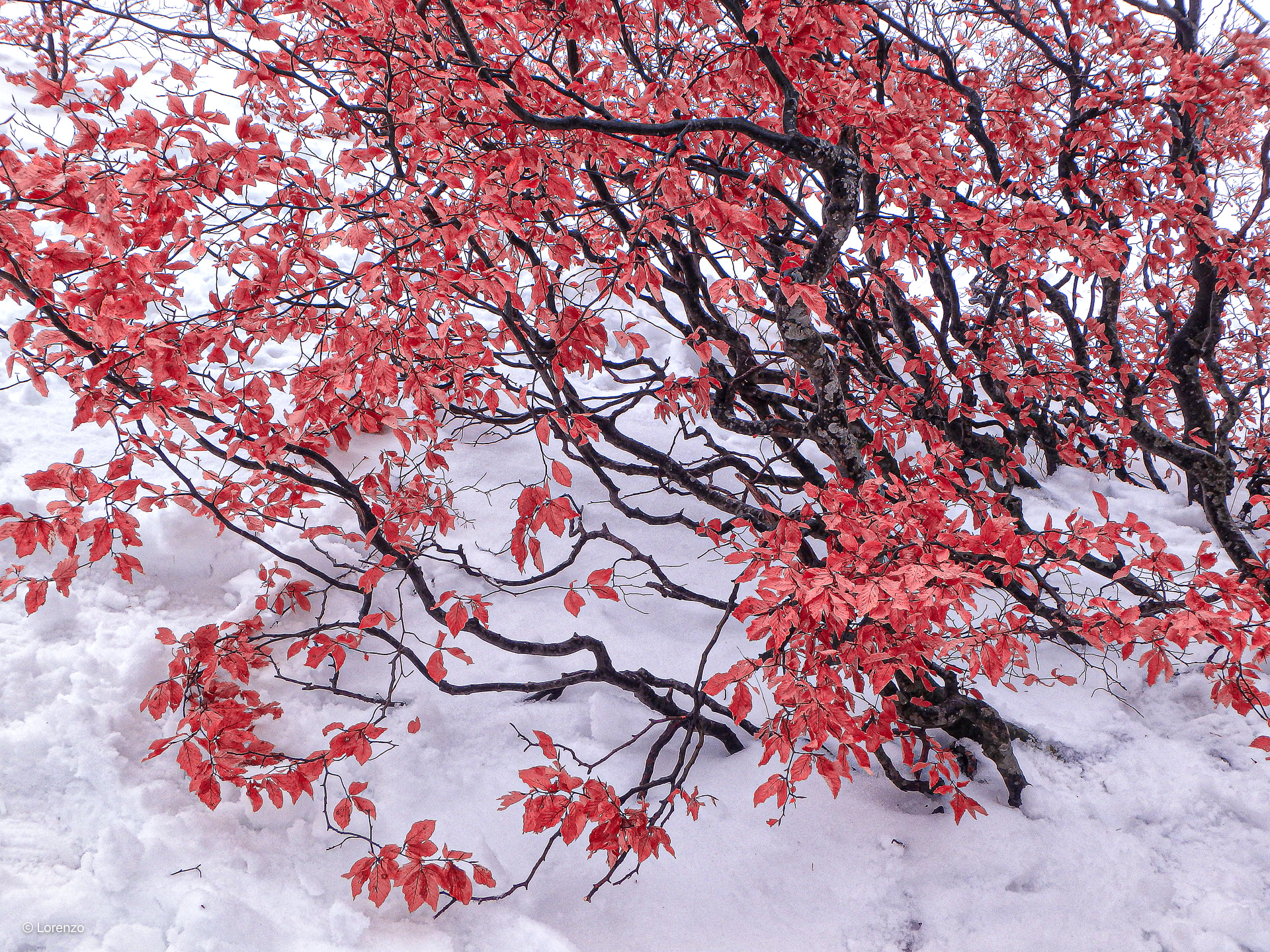 Beech on snow