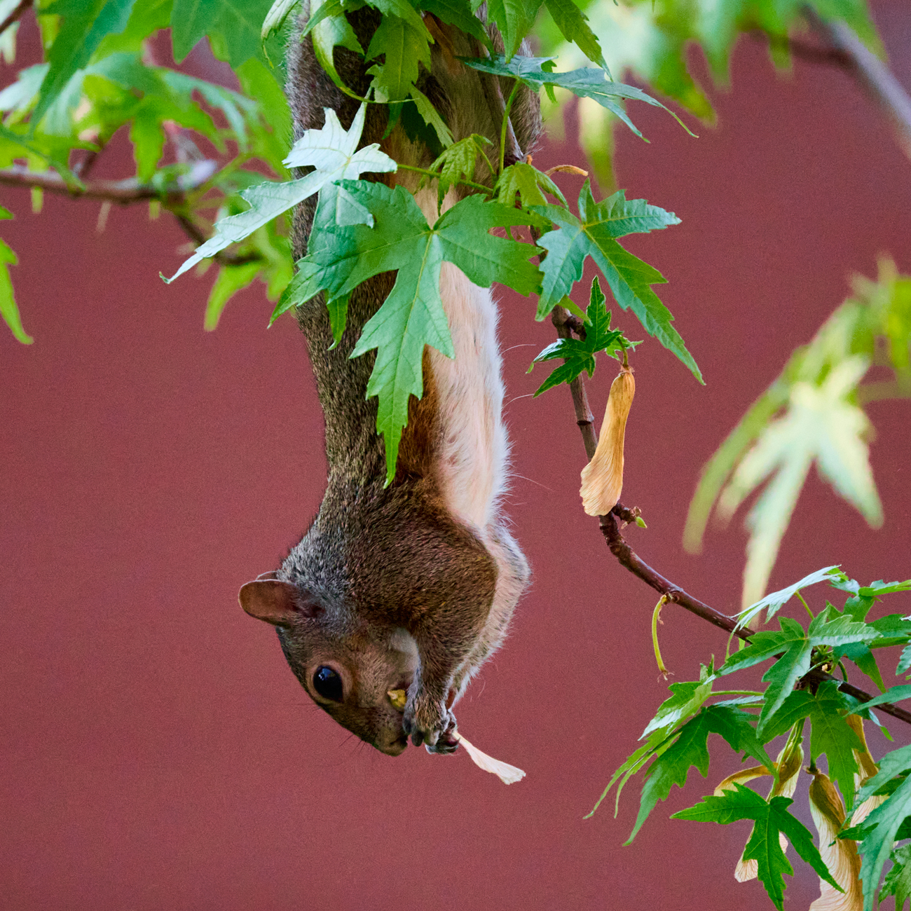 City squirrel