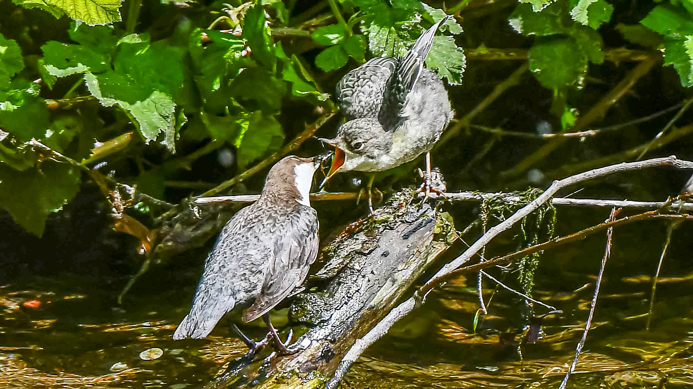 The mouth of the blackbird Dipper and the little