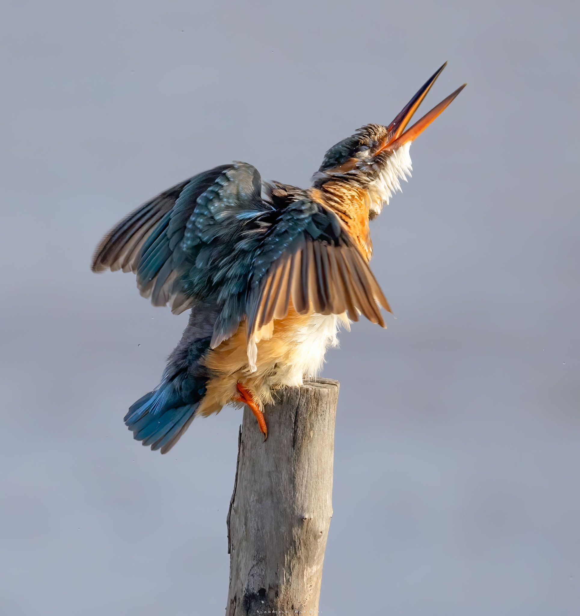 Kingfisher