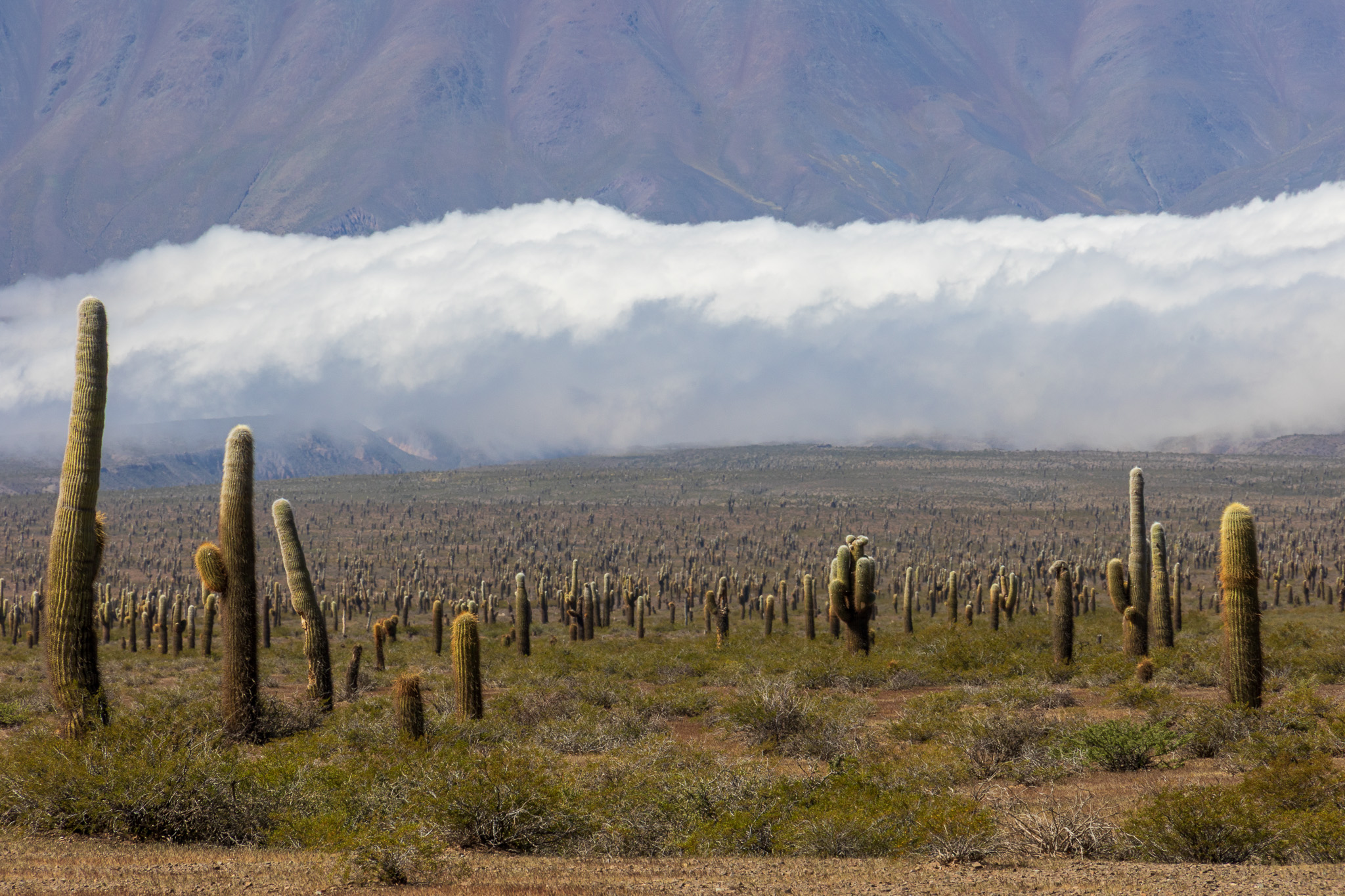 Parque de los Cardones
