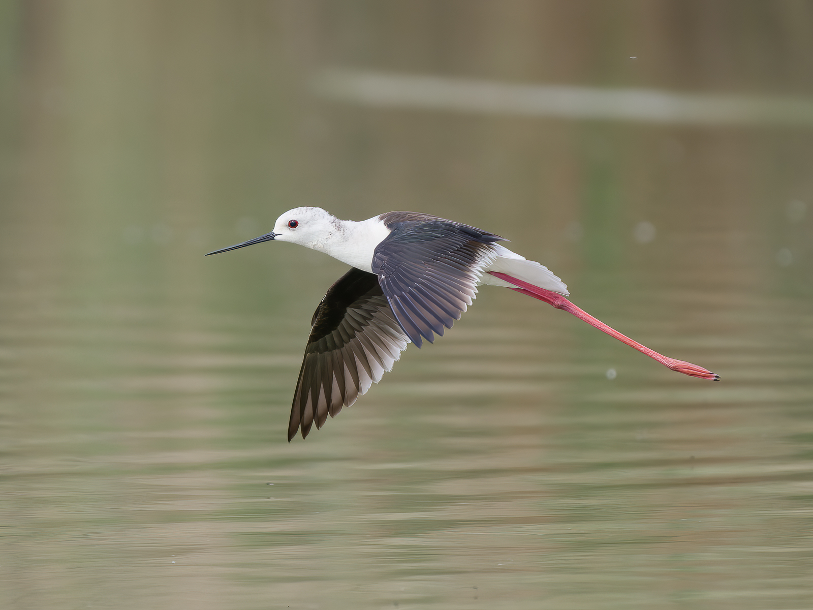 Black-winged Stilt