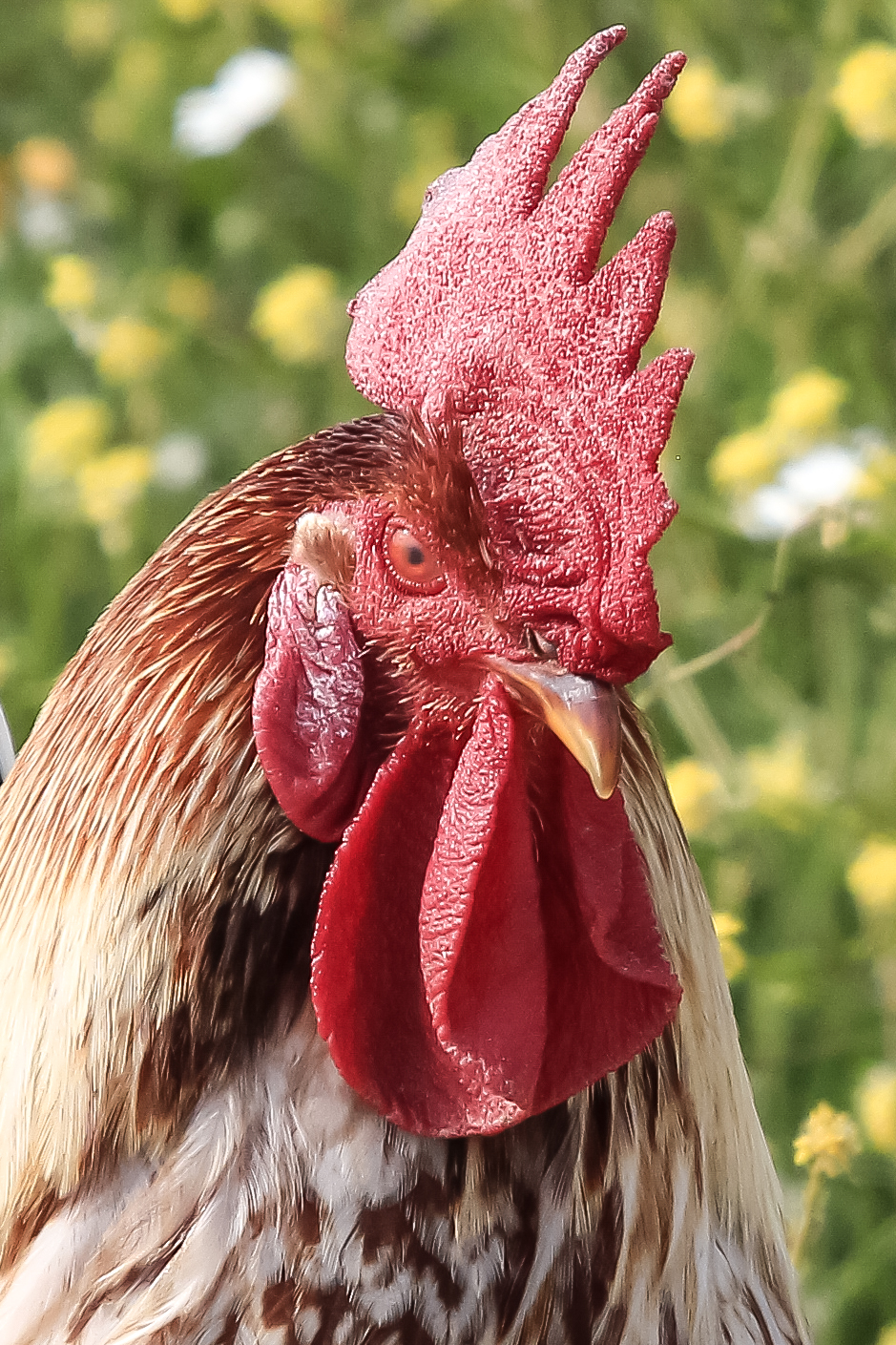 The king of the chicken coop
