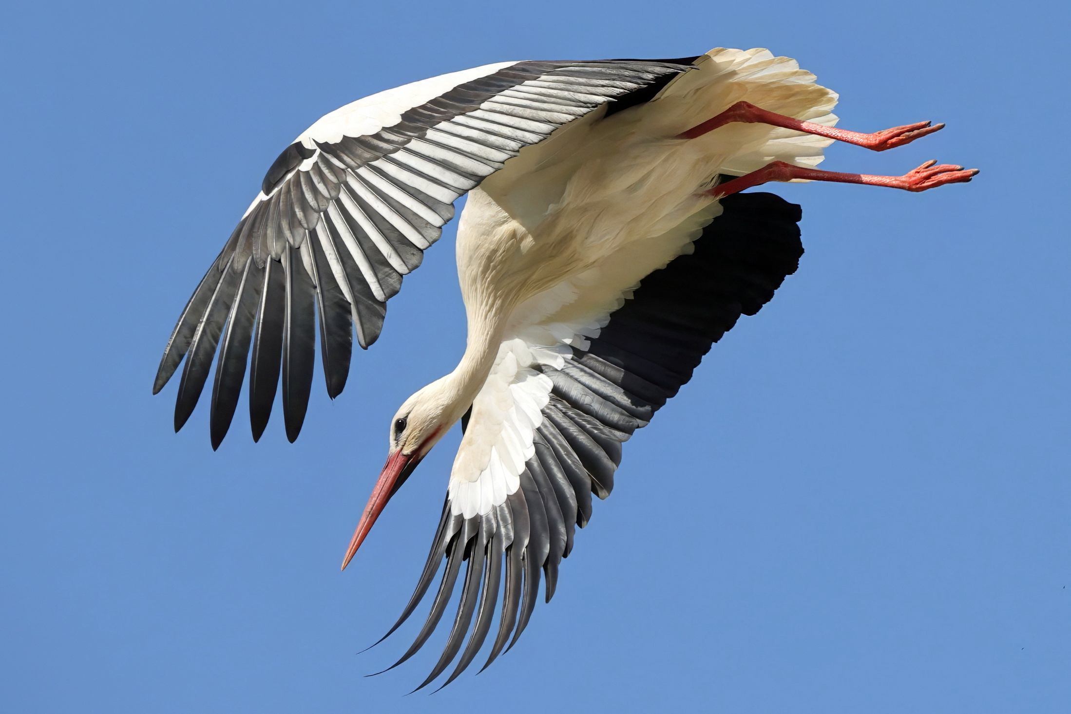 Cicogna in picchiata.