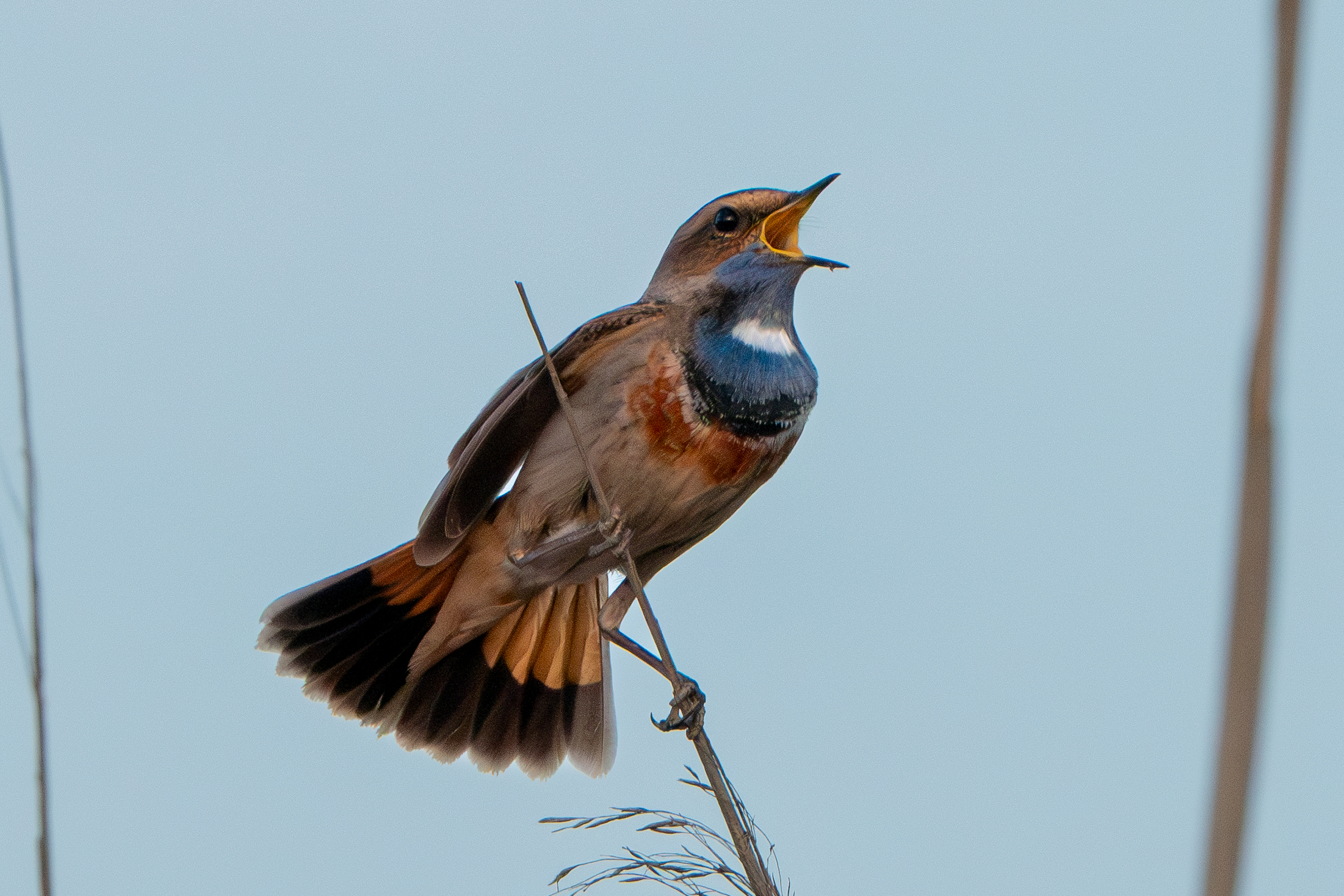 Bluethroat