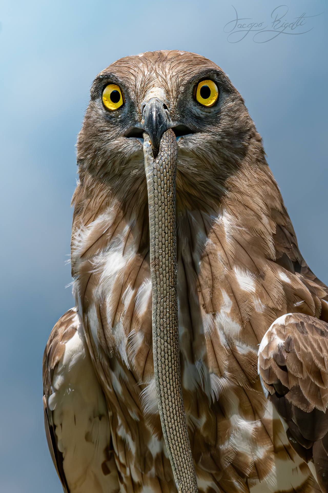 The snake eagle