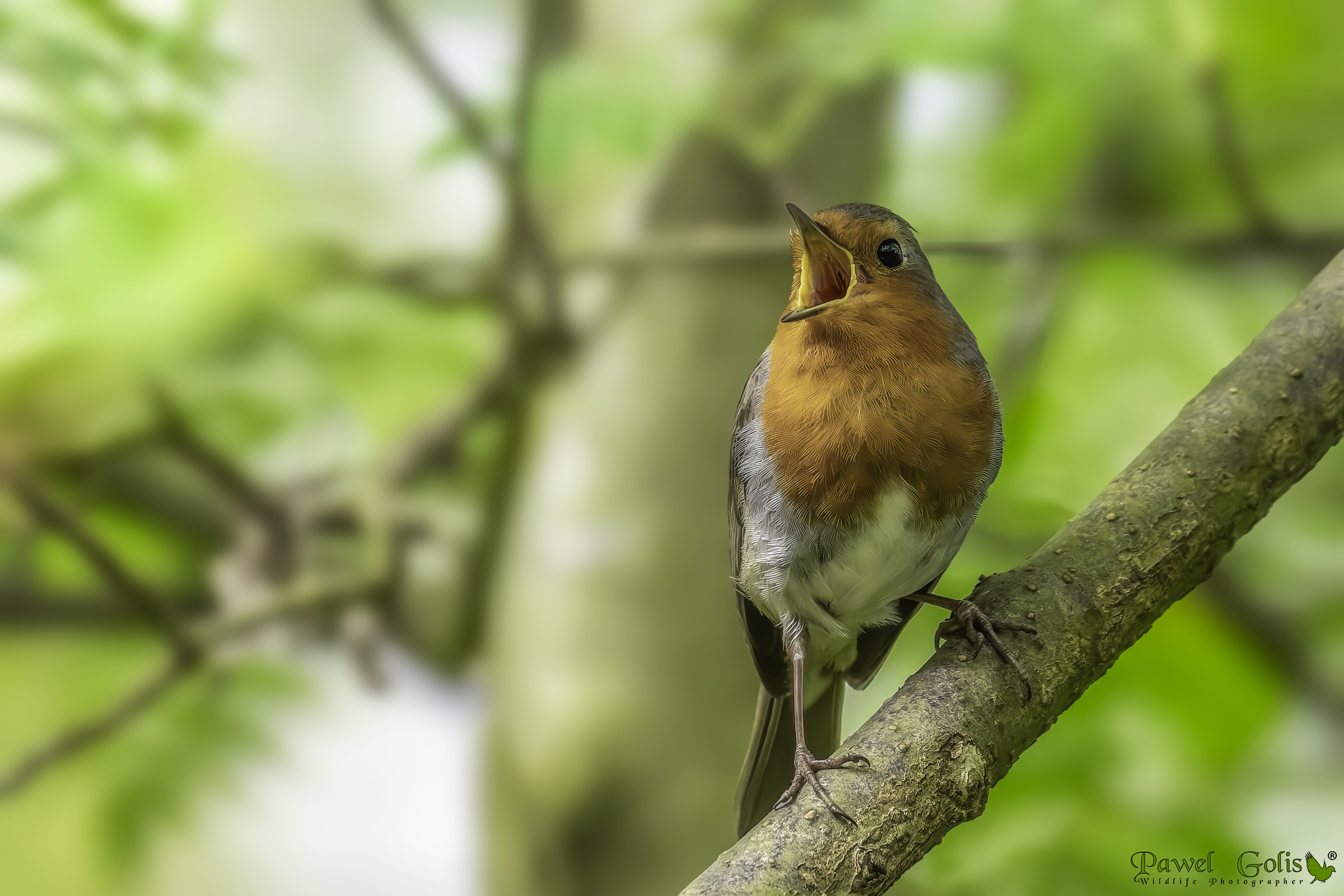 European robin (Erithacus rubecula)