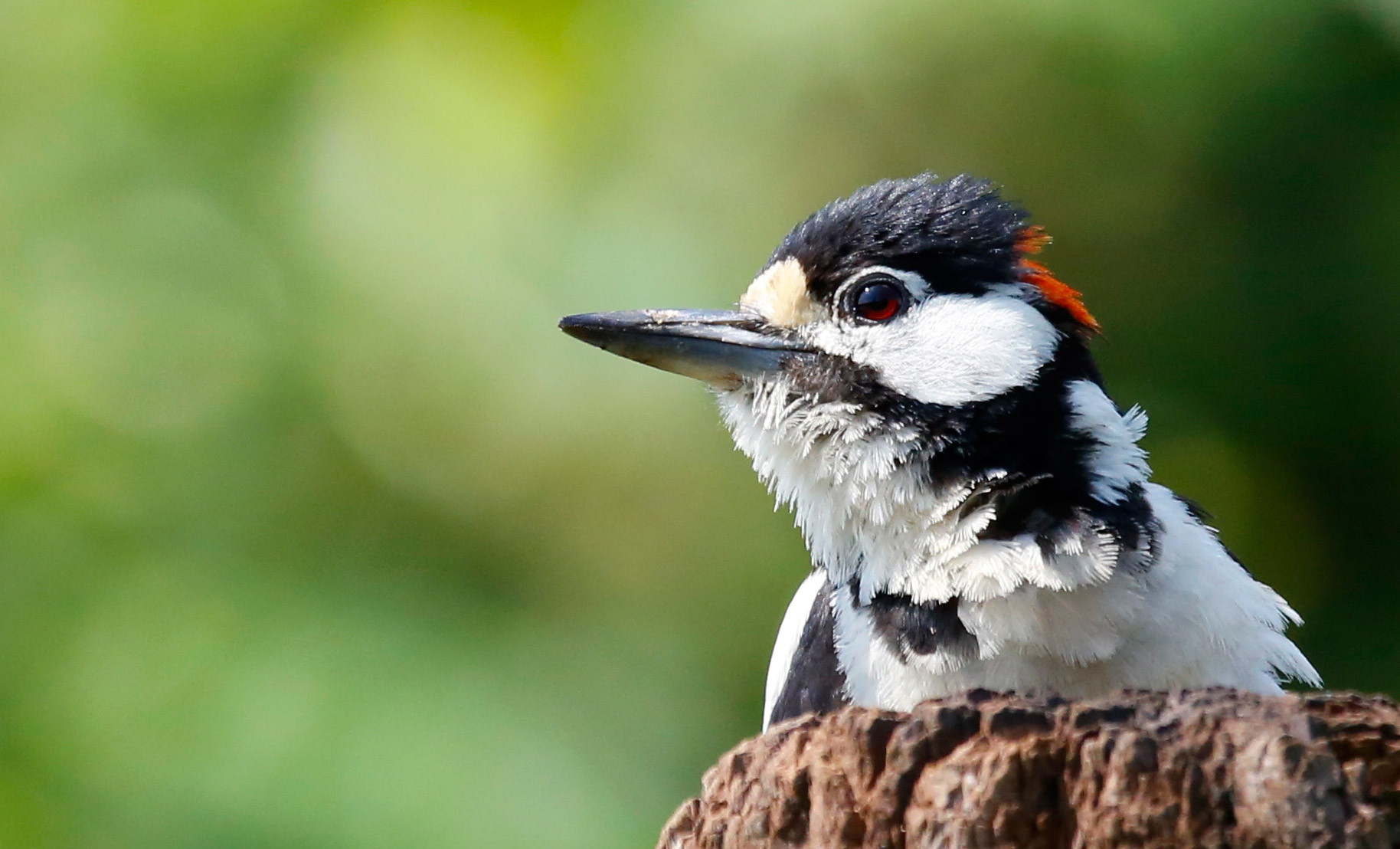 picchio rosso maggiore