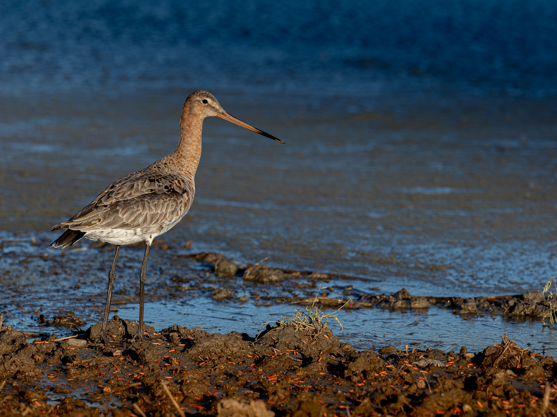 godwit in the rice field