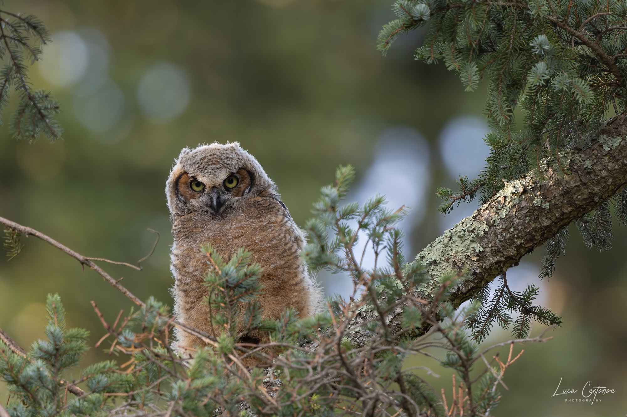 Great Horned Owl (Bubo virginianus)