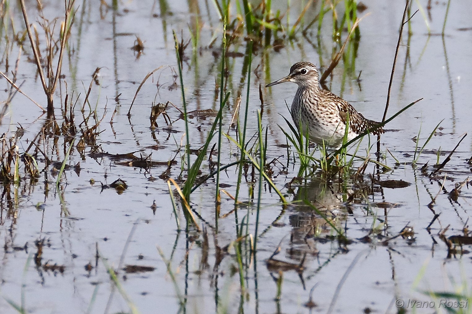 Piro piro boschereccio