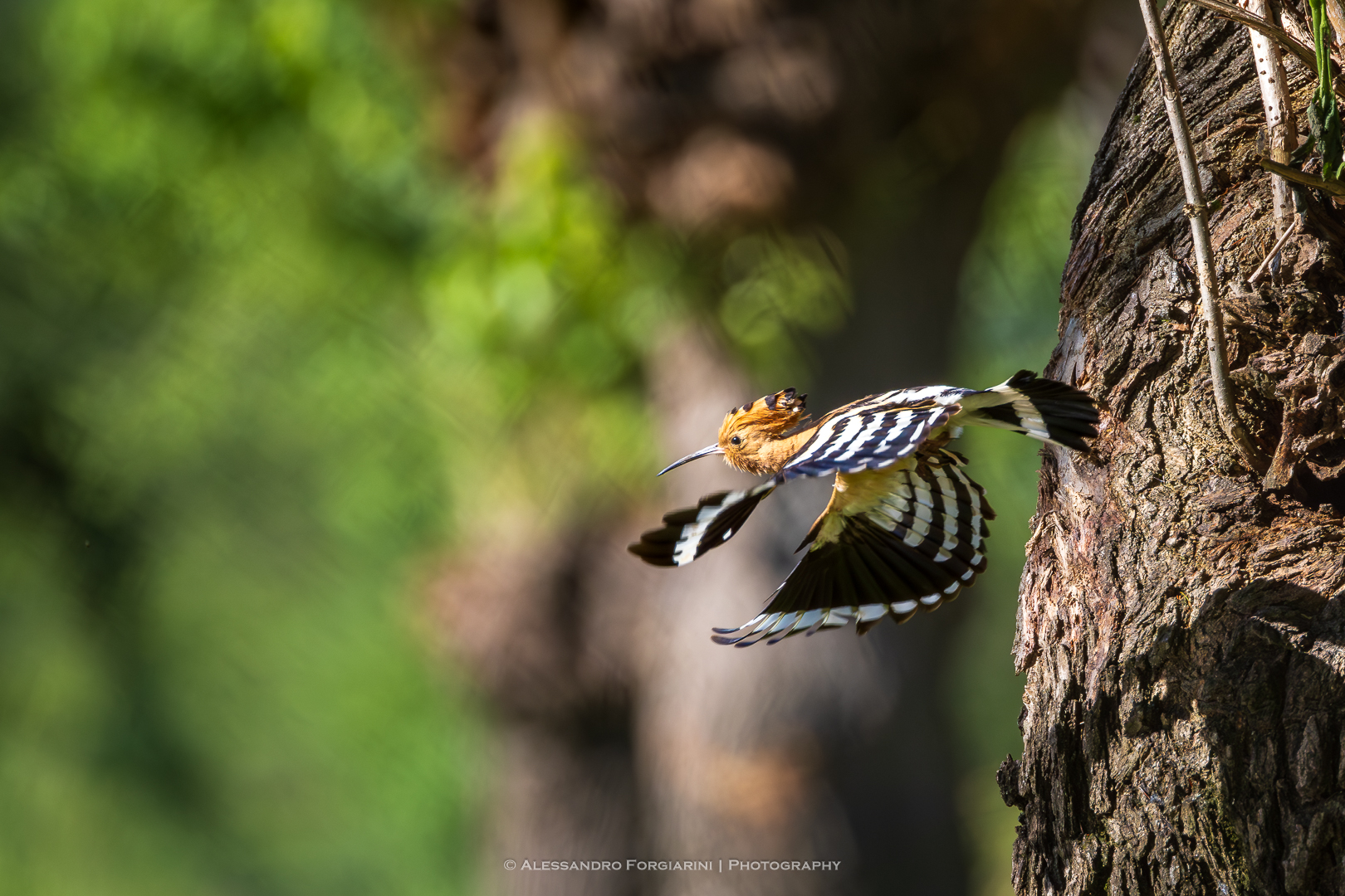 Hoopoe