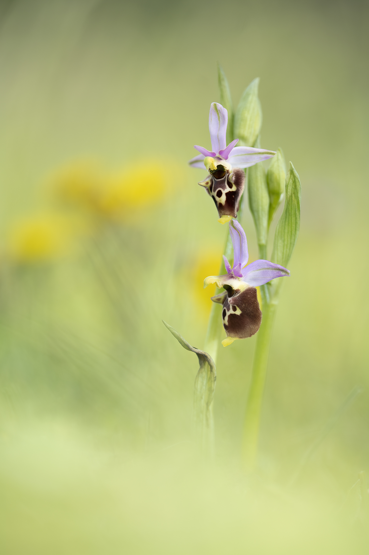 Ophrys holoserica