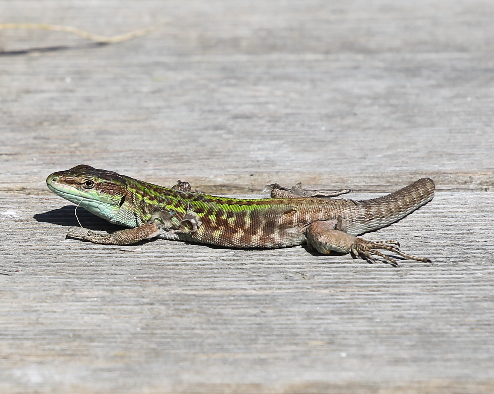 Broken tail lizard