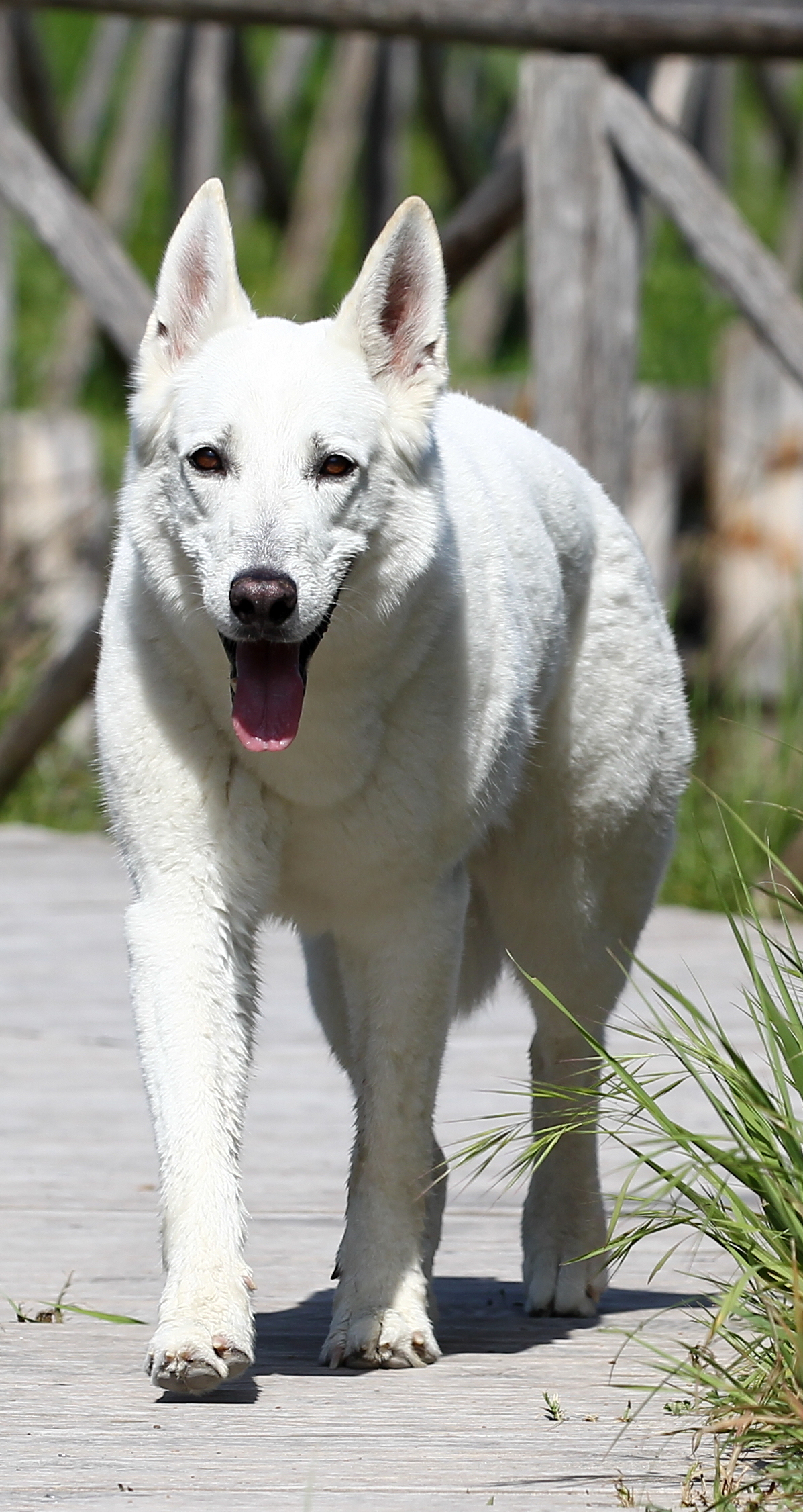 Swiss Shepherd