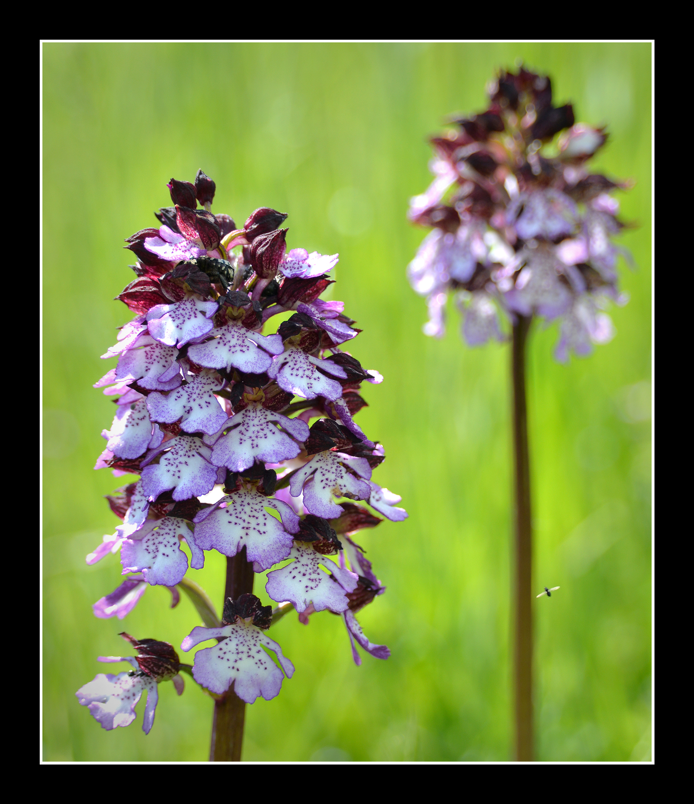 Orchis