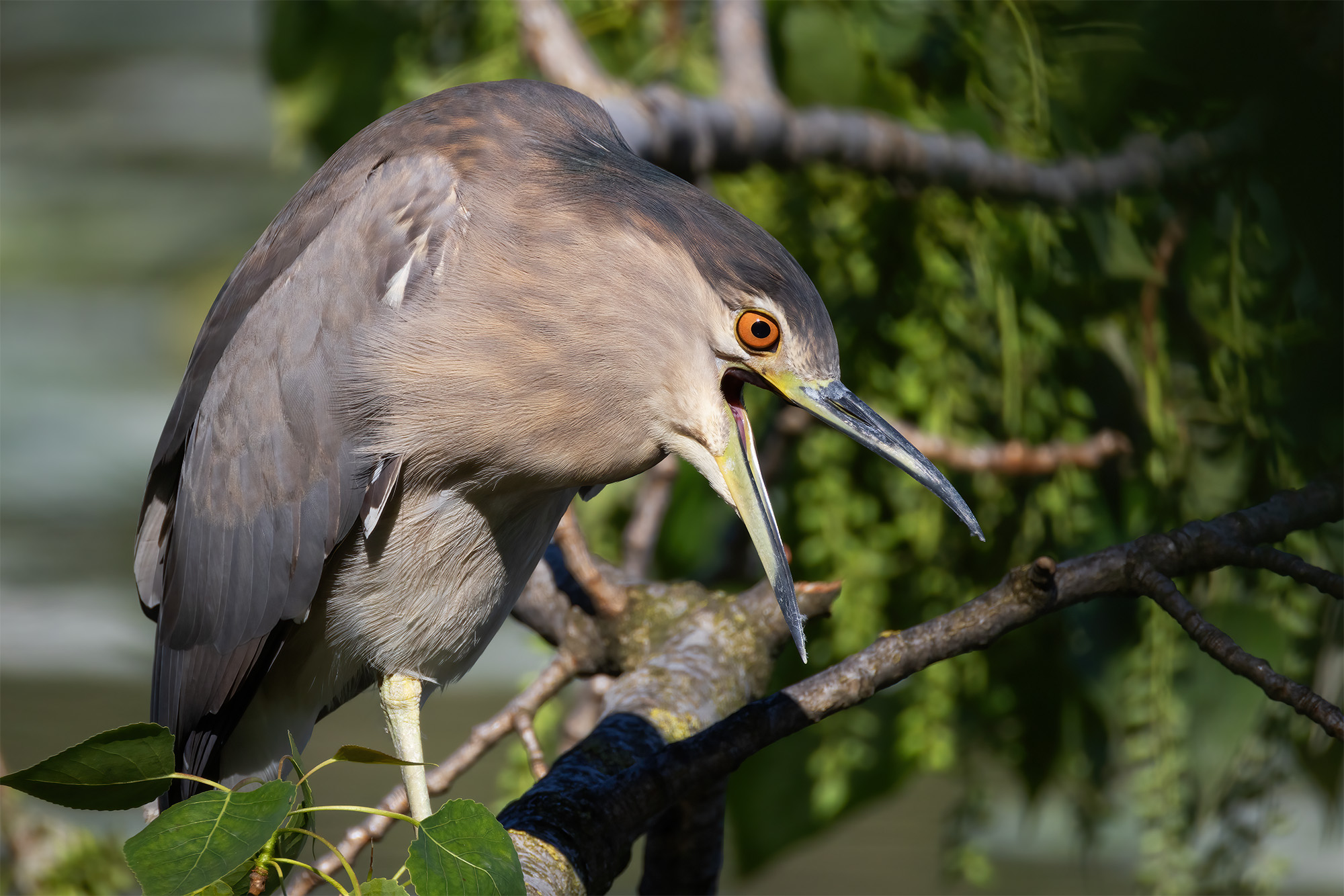 Young night heron