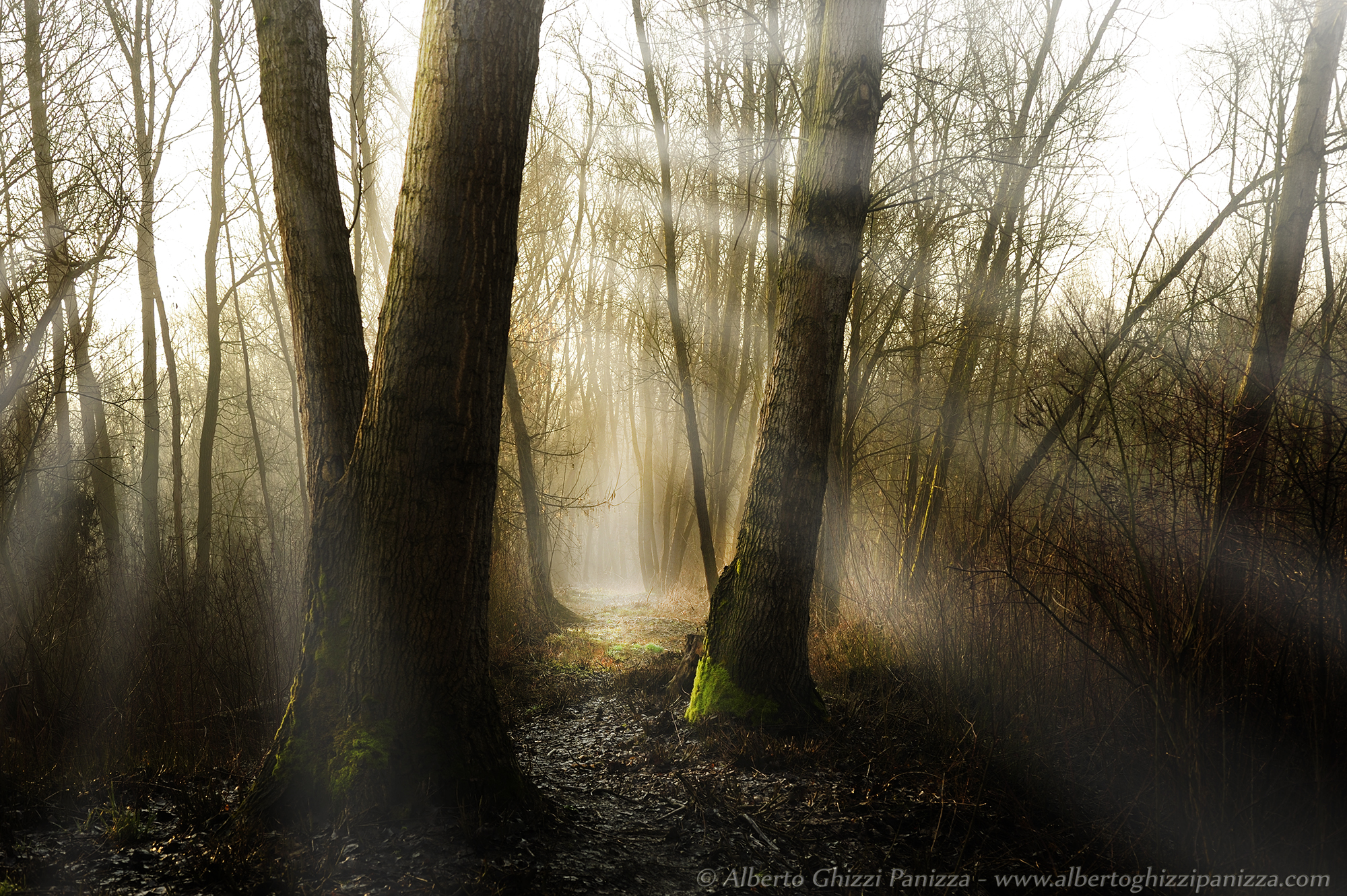 il piacere di perdermi nel bosco