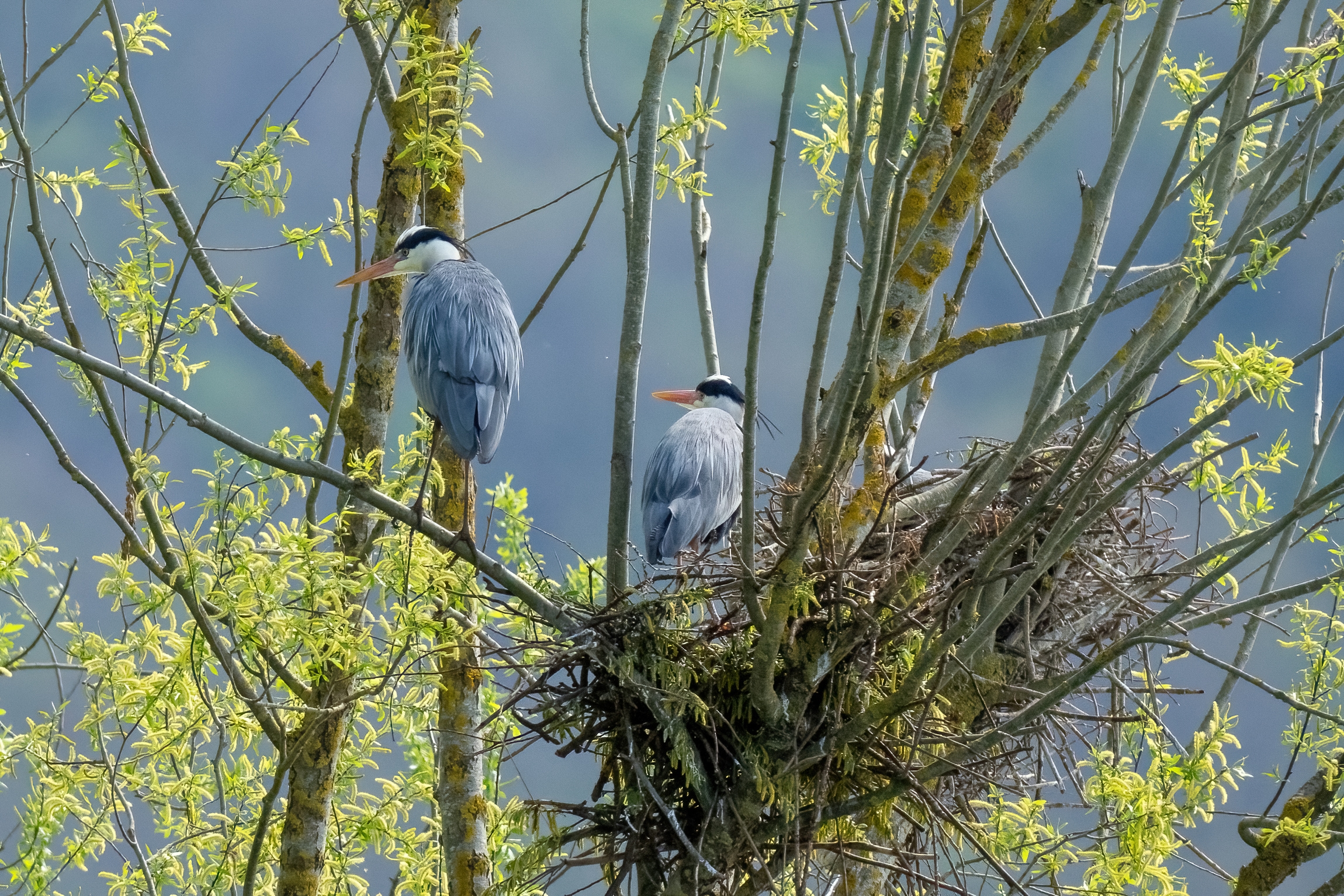 Grey herons