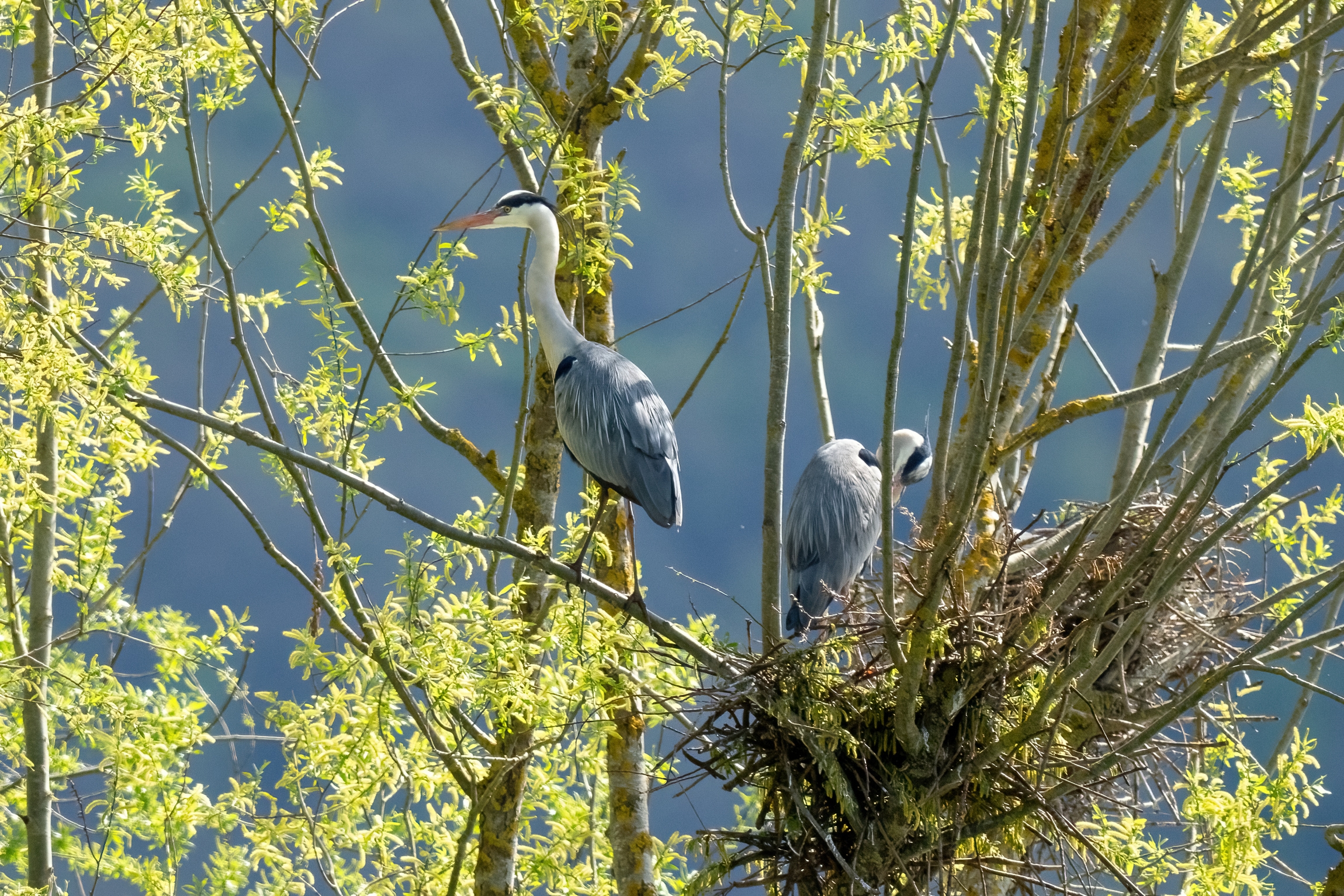 Grey herons
