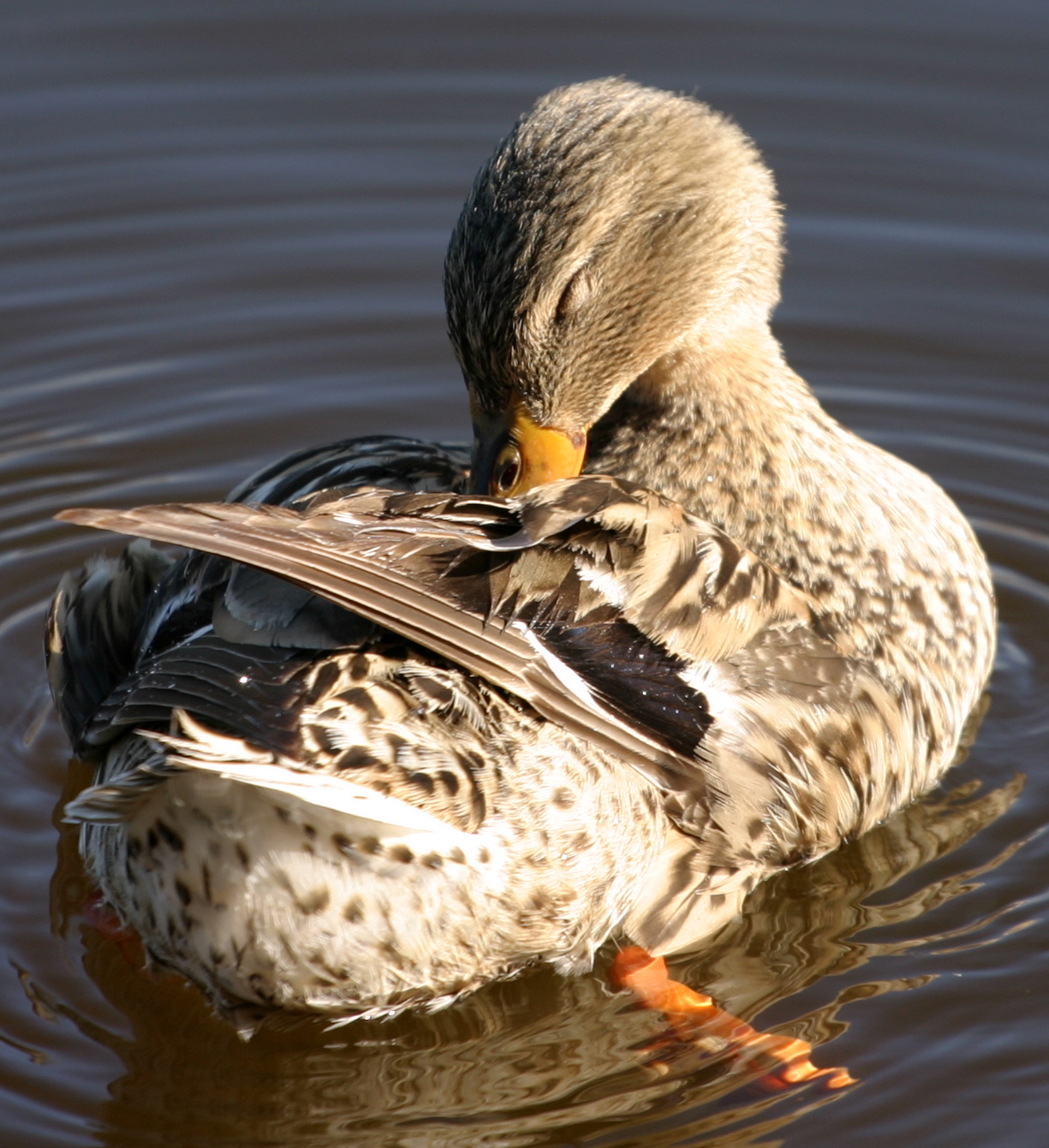 coot