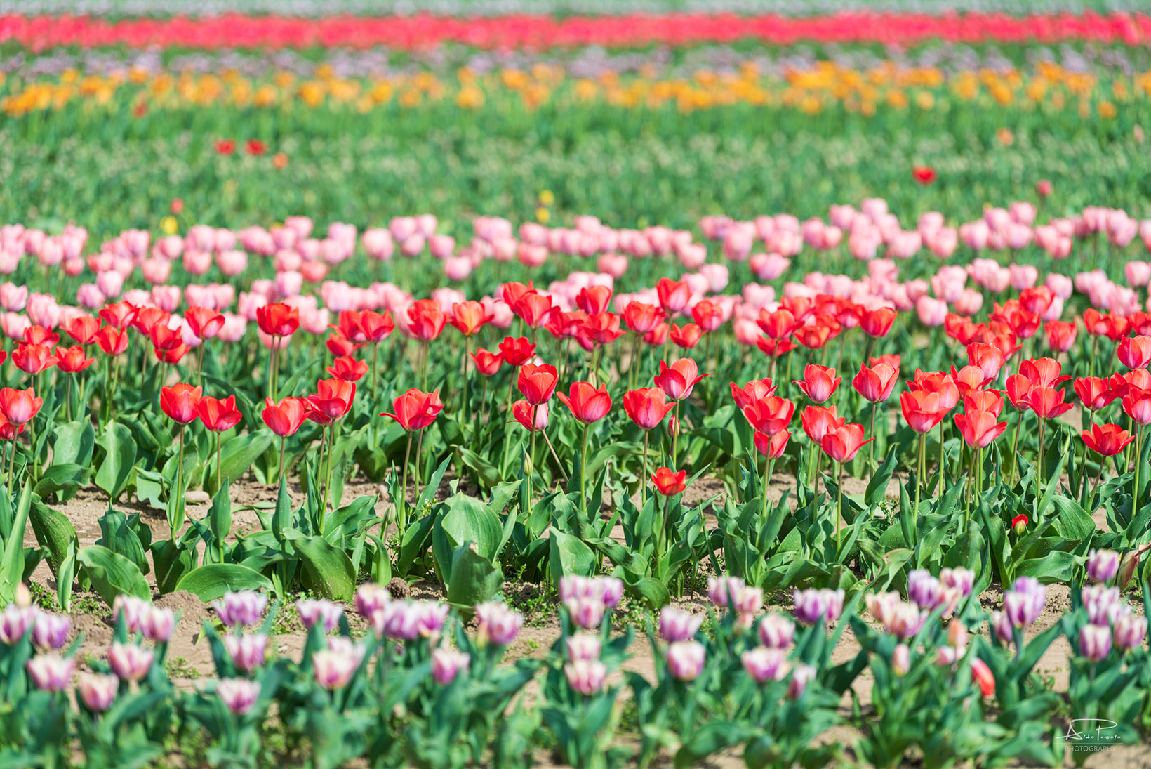 The colors of Spring