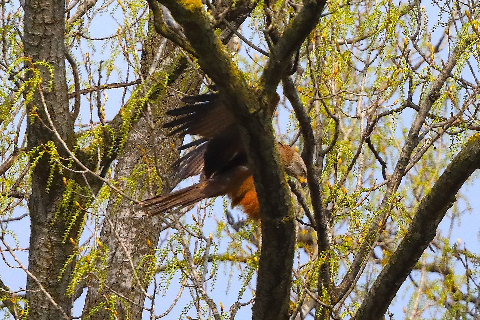 Nibbio bruno 29 marzo 2025 - 0068