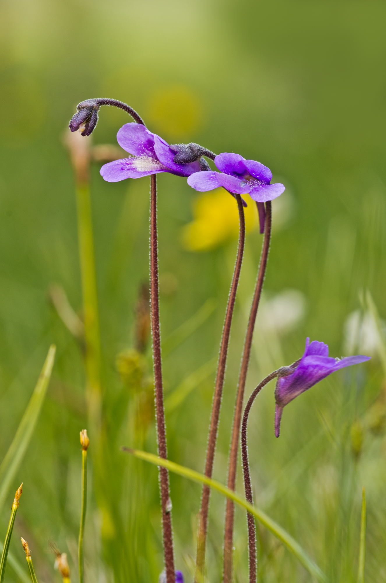 Pinguicula vulgaris (L. 1753) - Lentibulariaceae
