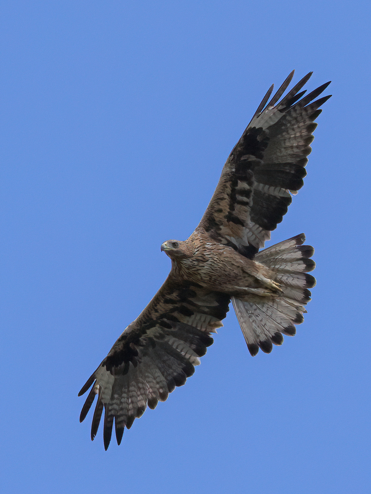 Aquila di Bonelli