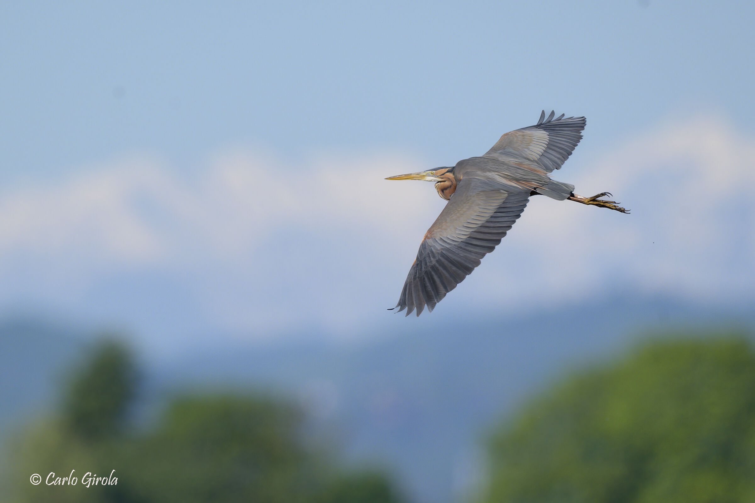 Airone rosso (Ardea purpurea)