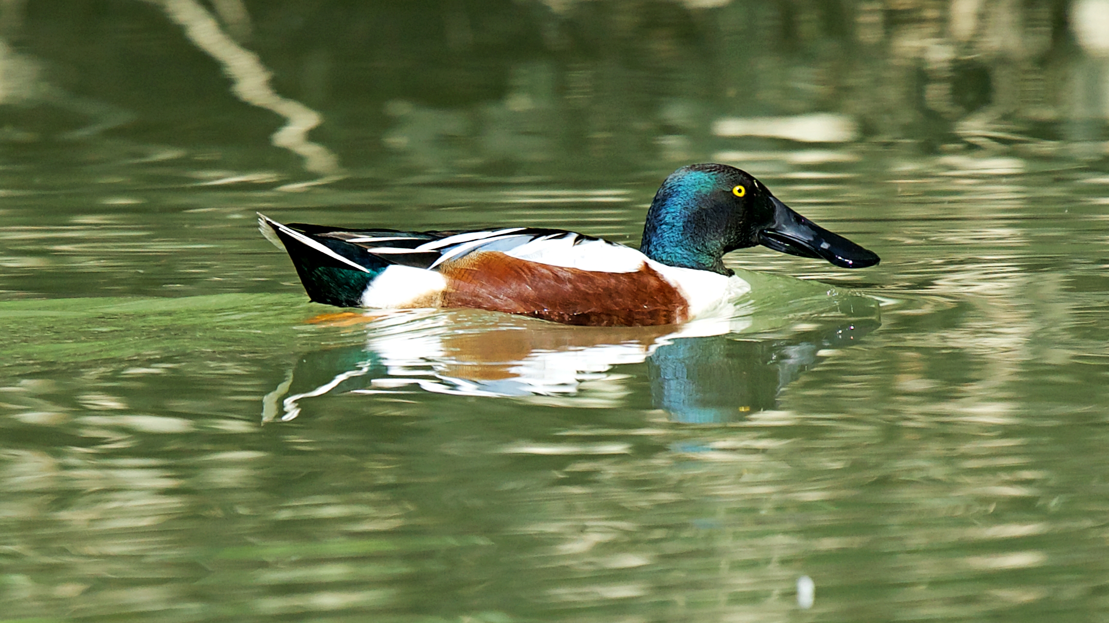 Shoveler