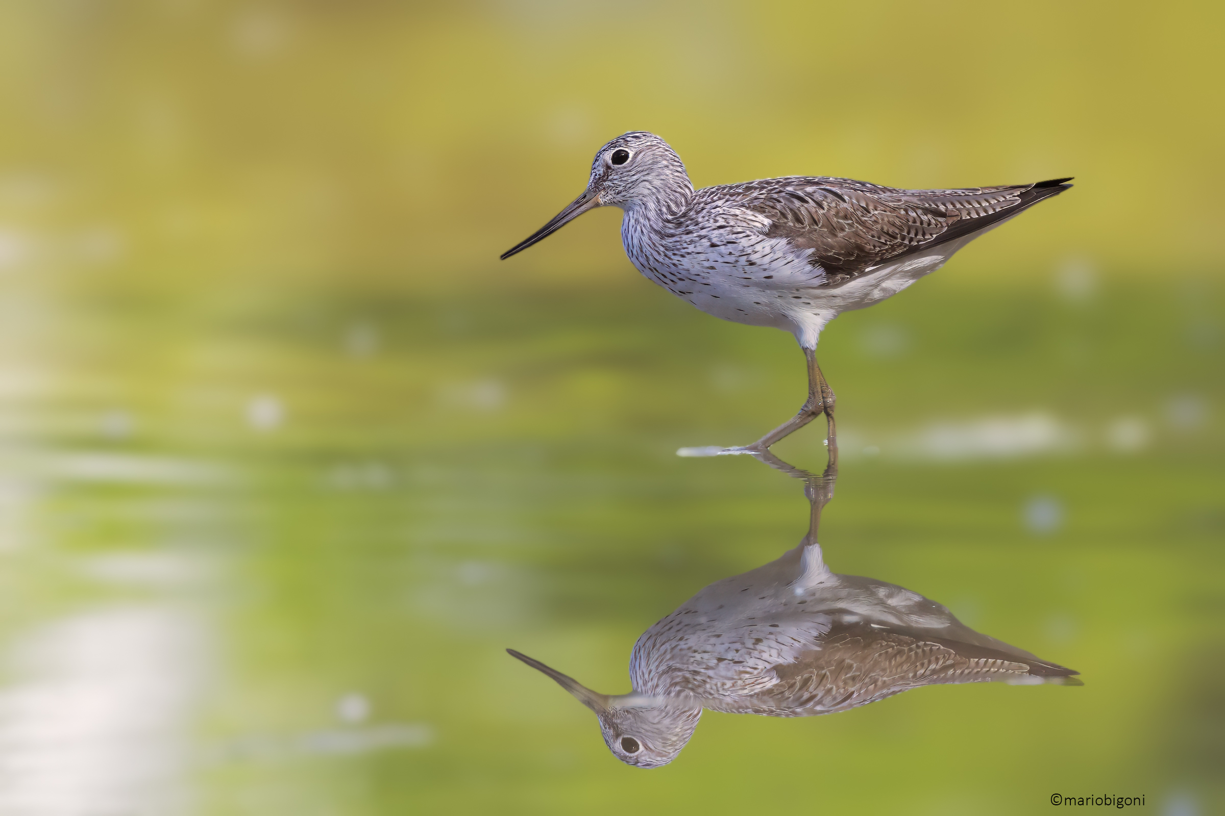 Greenshank