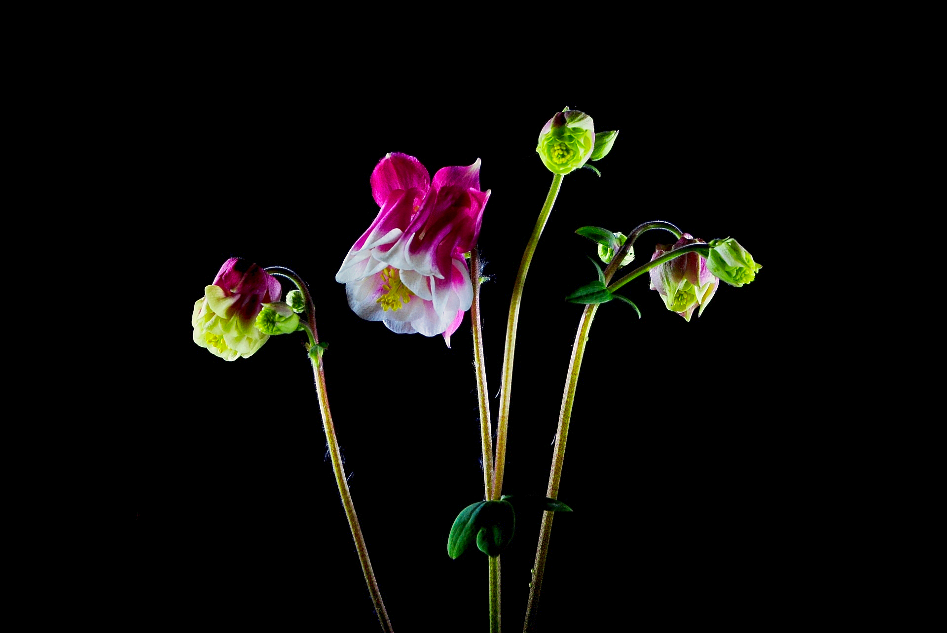 Colori in luce