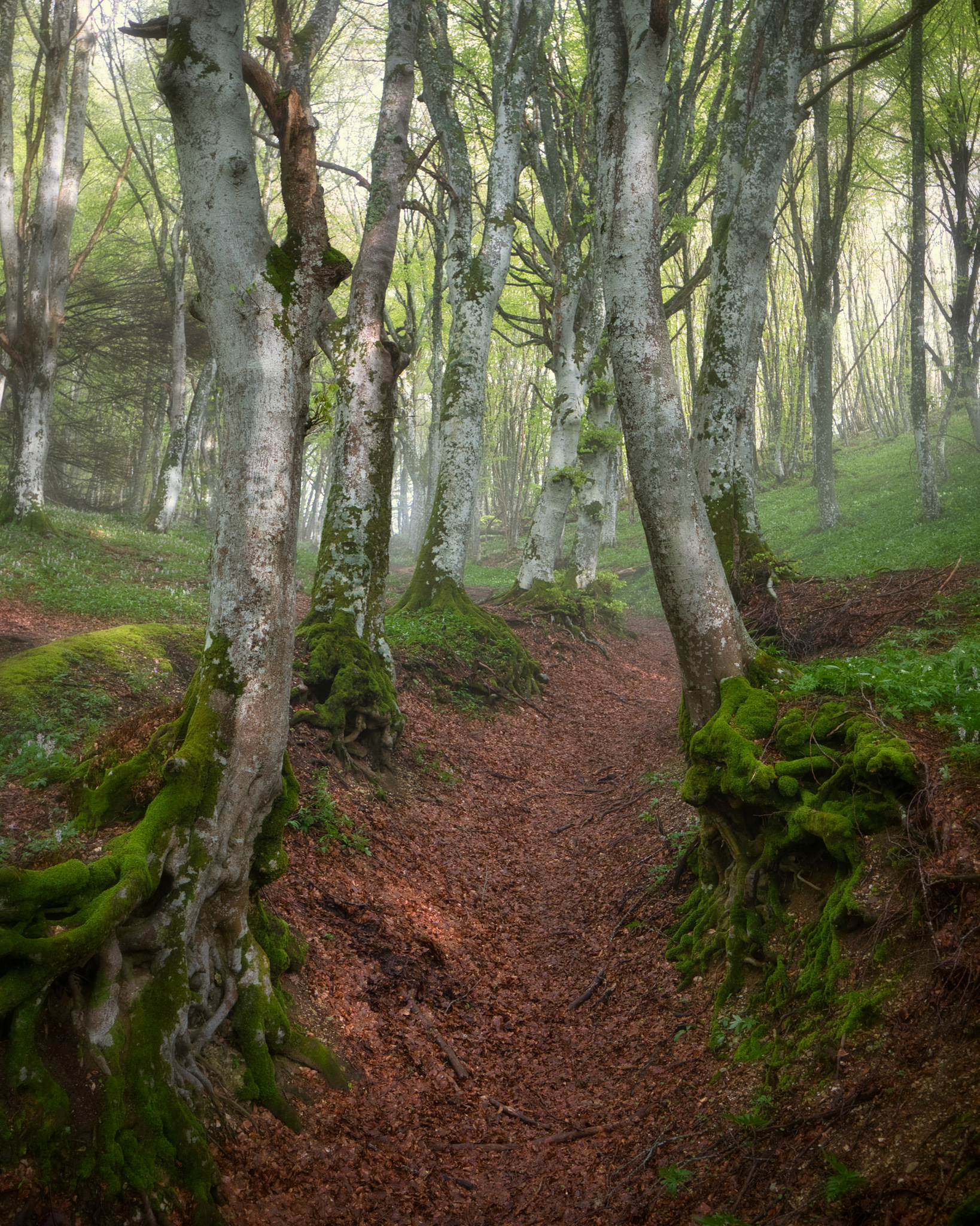 Fra i "giganti" del monte San Vicino (MC)