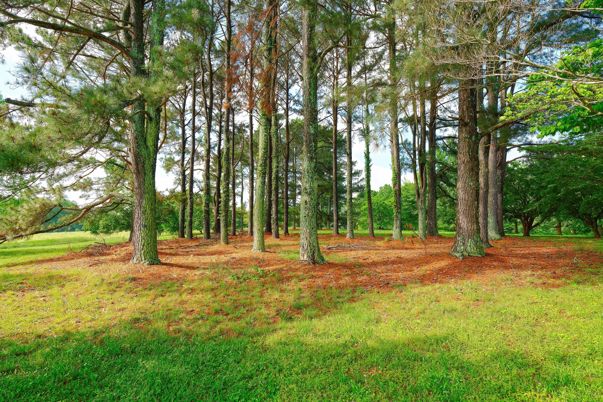 Arboreto Millken il 26 aprile 2025 Sony A7R3