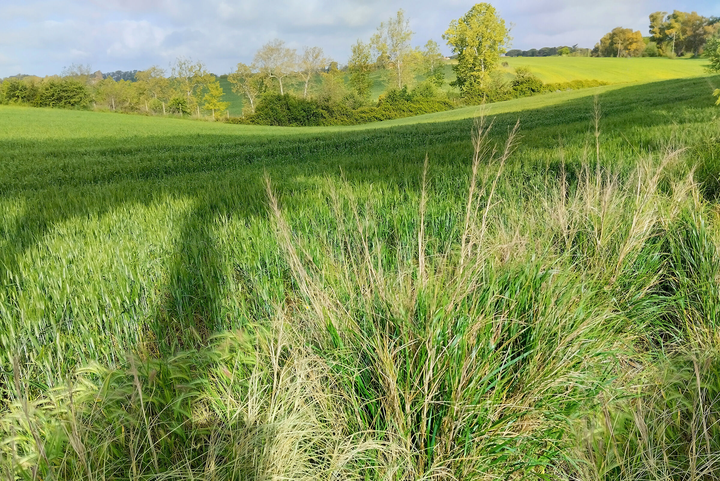Campagna romana.