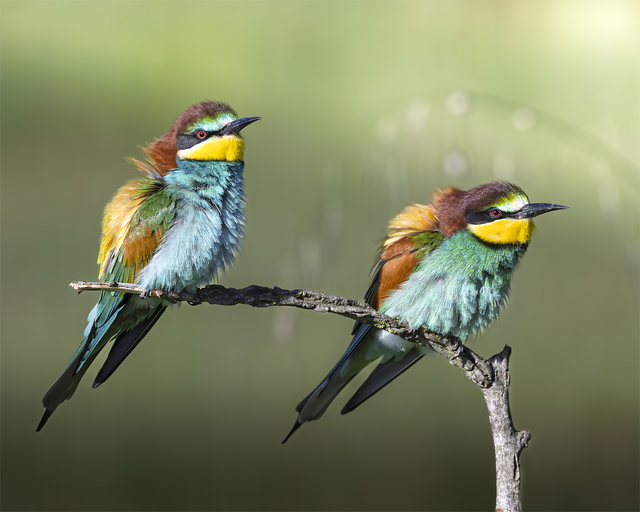 Sono tornati i Gruccioni