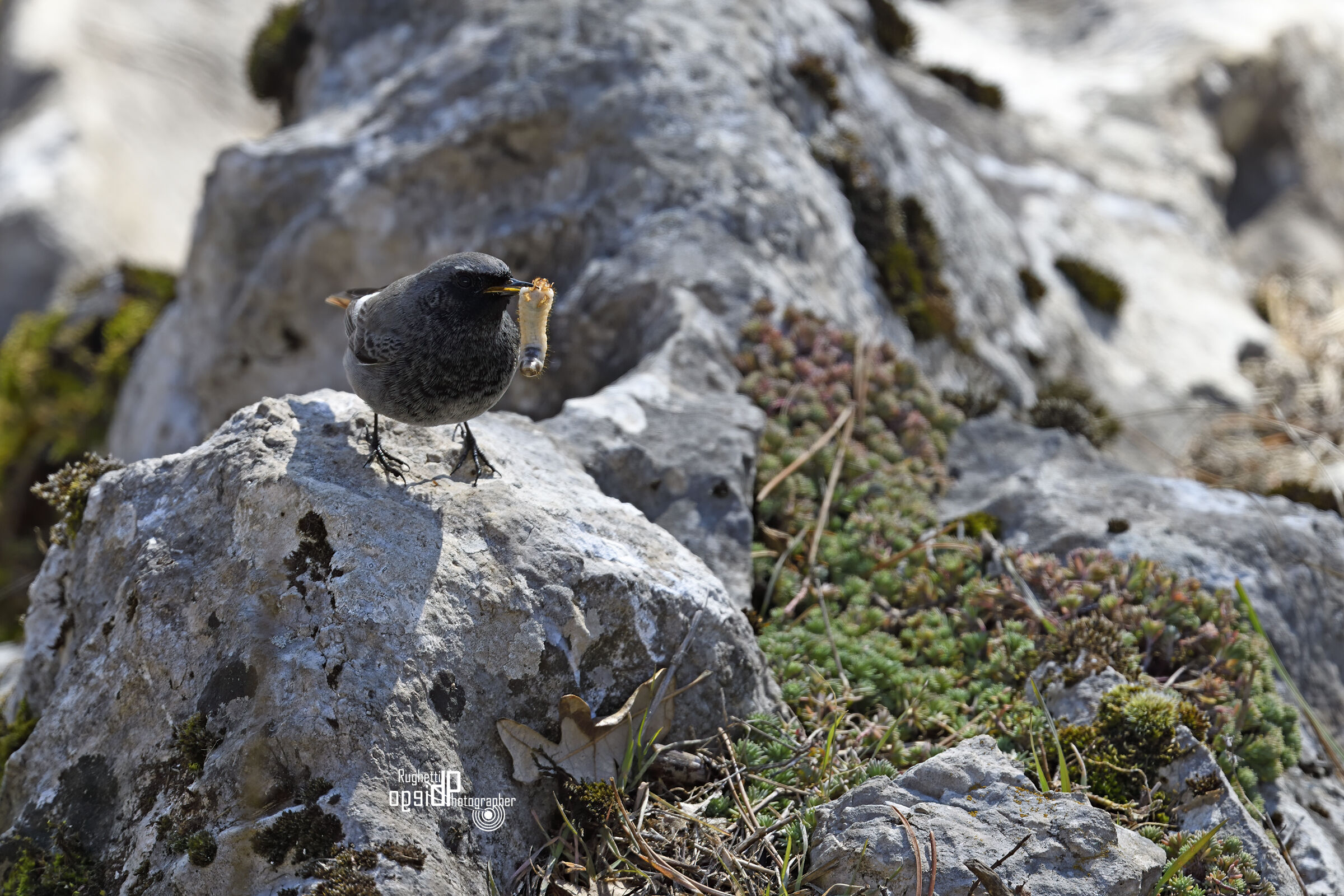 Black redstart