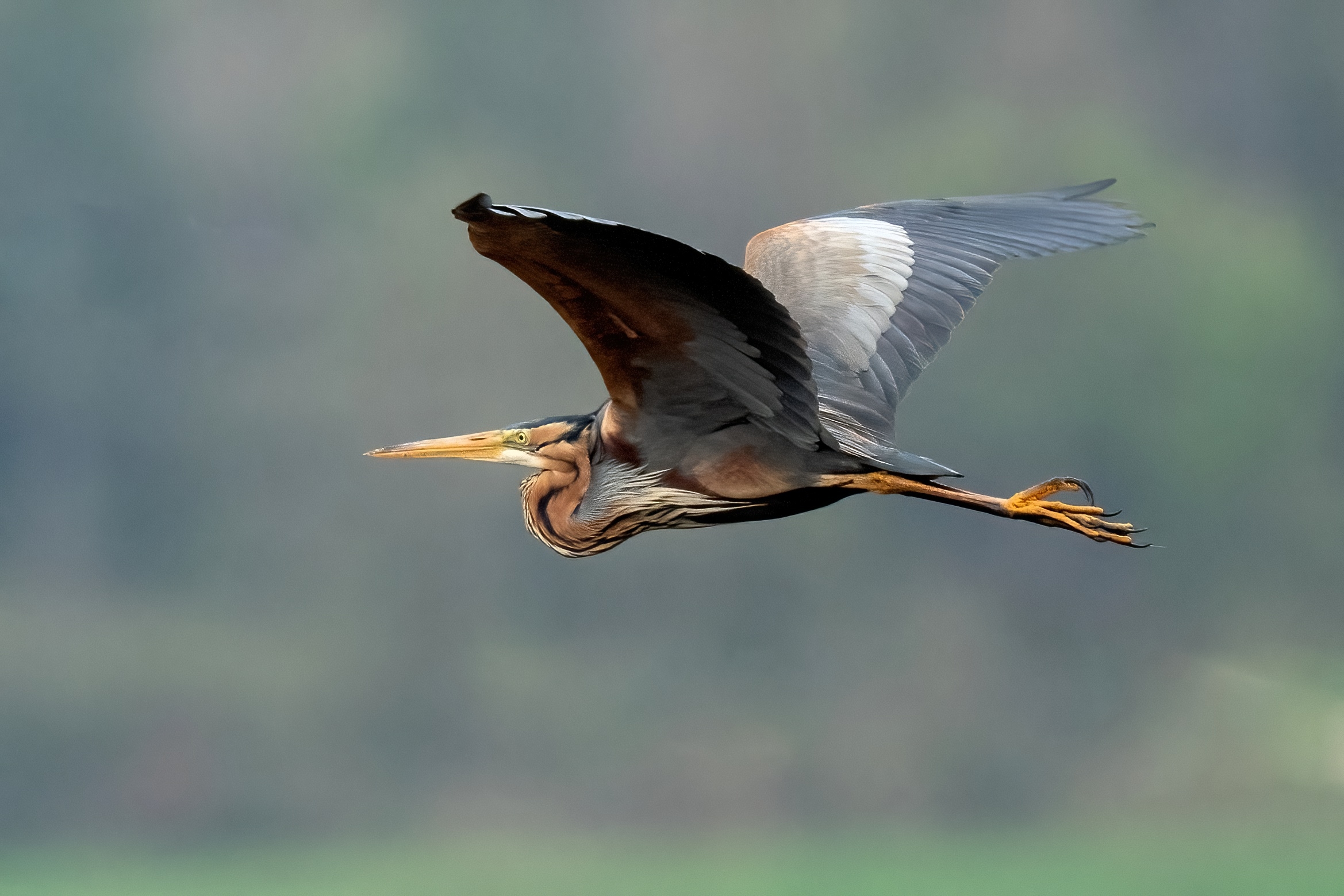 Purple heron (Ardea purpurea)