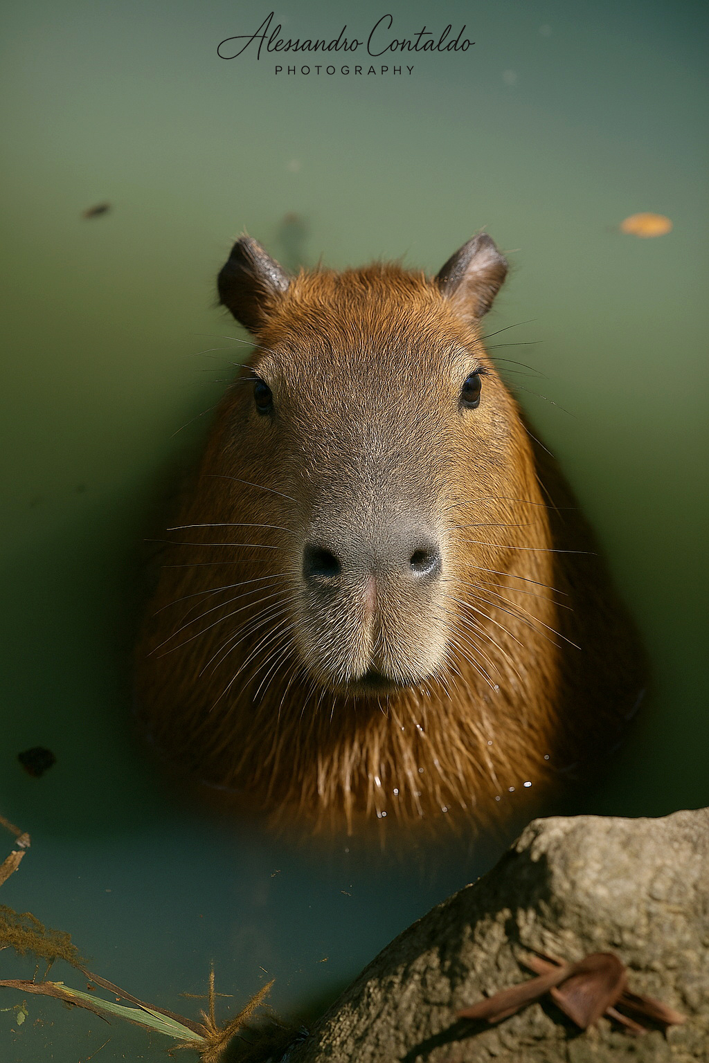 Capibara ? Il gigante buono delle acque