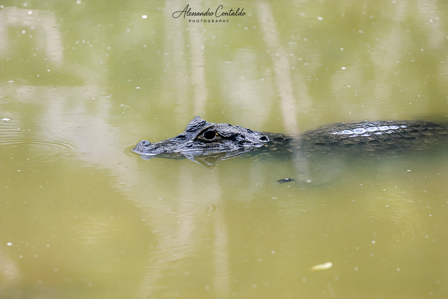Caimano ? Il guardiano silenzioso delle acque