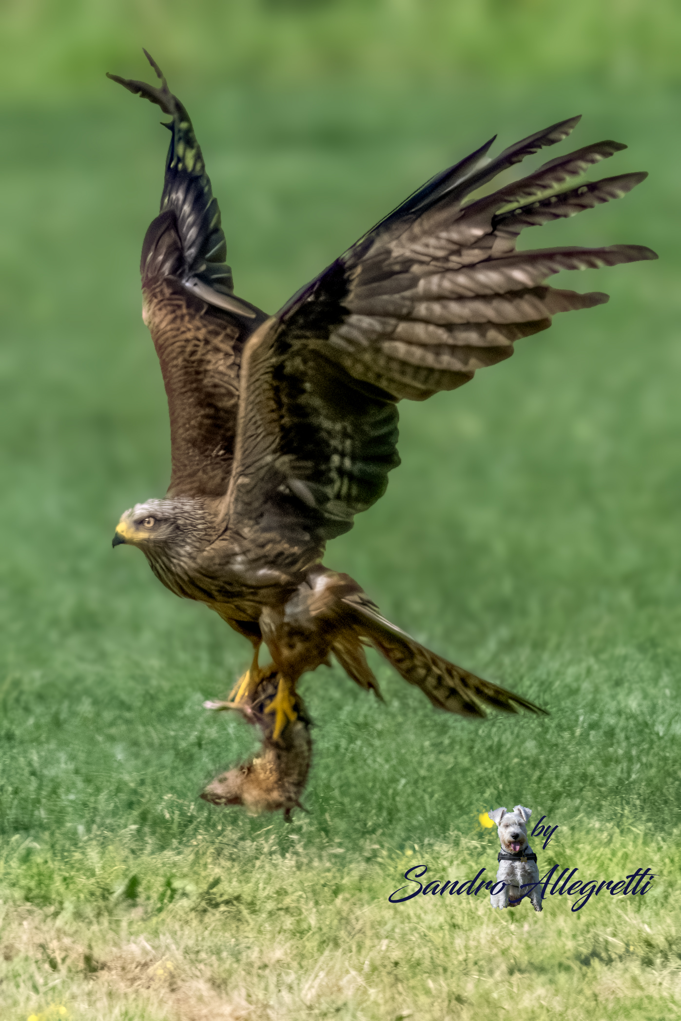 Il nibbio bruno (Milvus migrans)